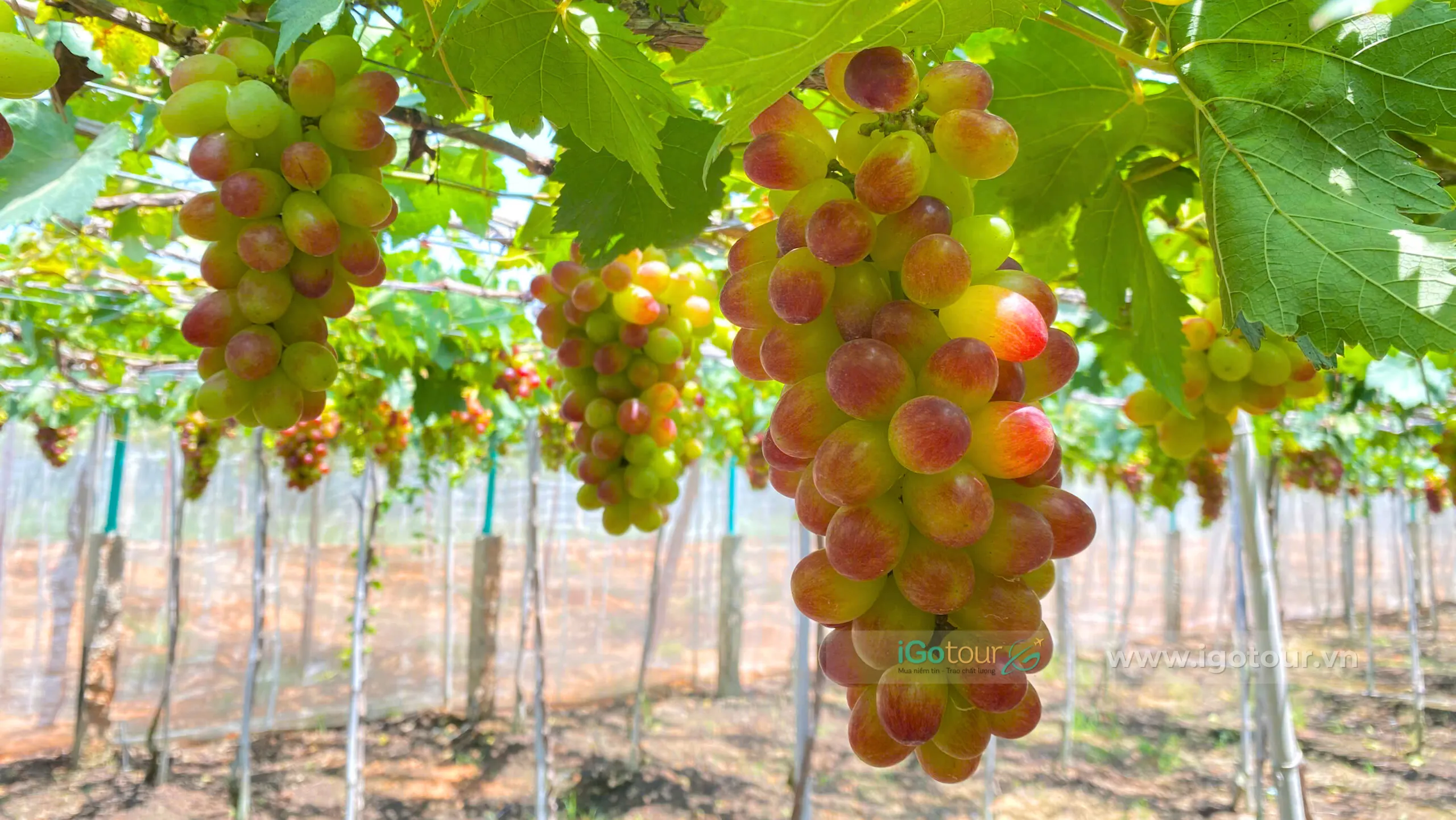 Vườn nho Vy Vy Farm - một trong những điểm đến ấn tượng trong hành trình