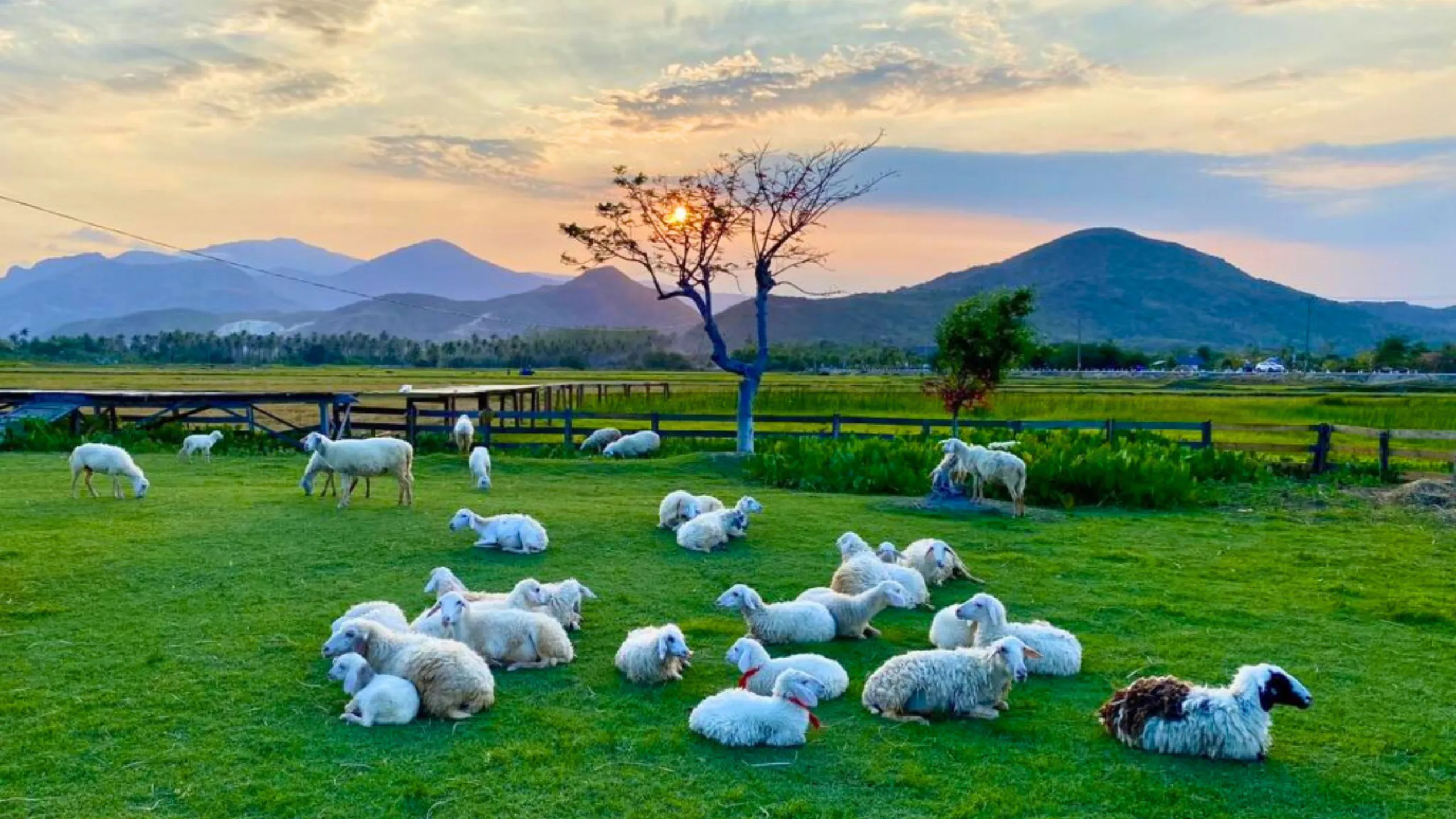 Đồng cừu thu hút đông đảo du khách bởi khung cảnh bình dị, nên thơ (Nguồn: sưu tầm)