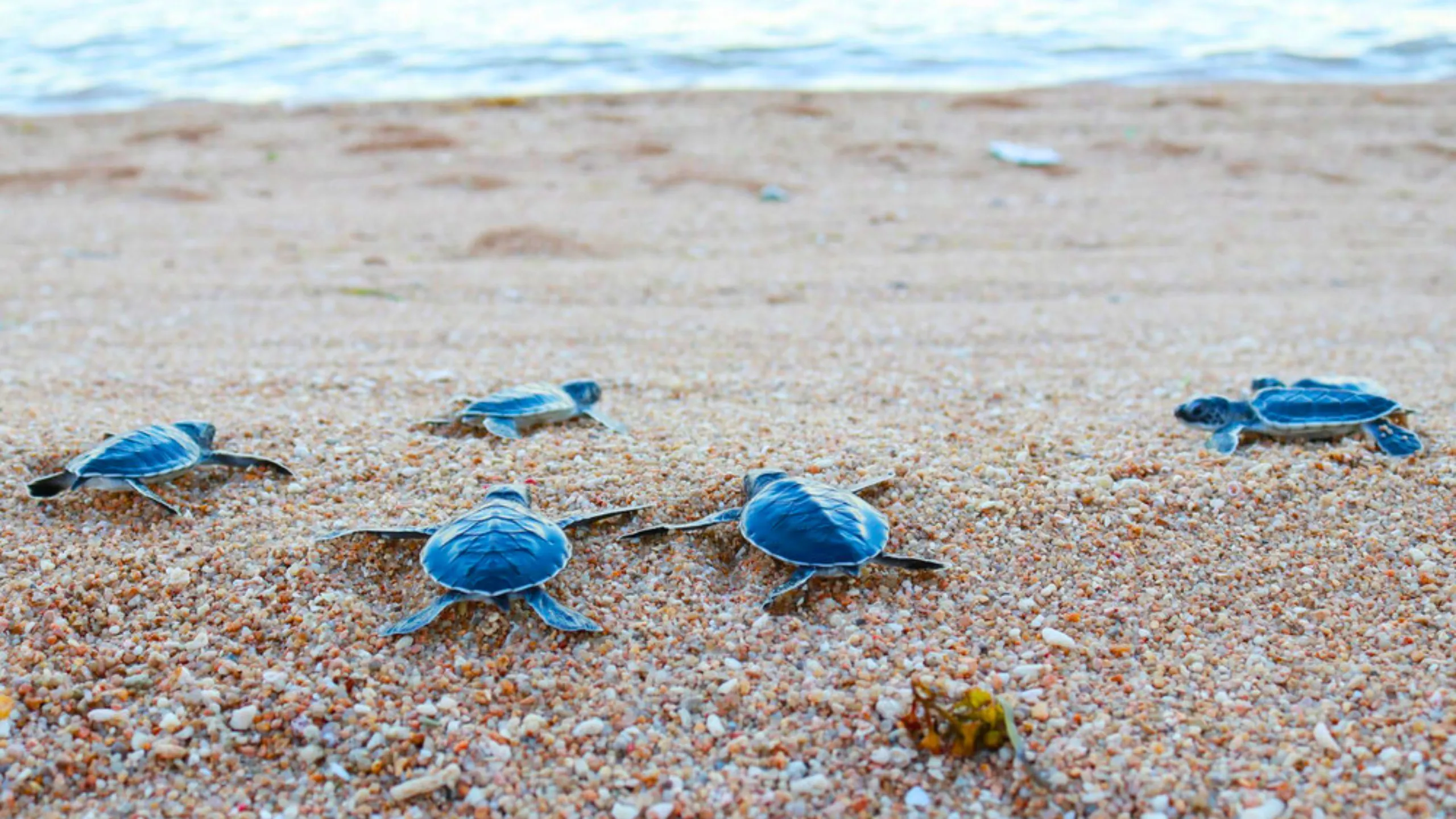 Trải nghiệm tham quan khu bảo tồn rùa biển nổi tiếng (Nguồn: sưu tầm)