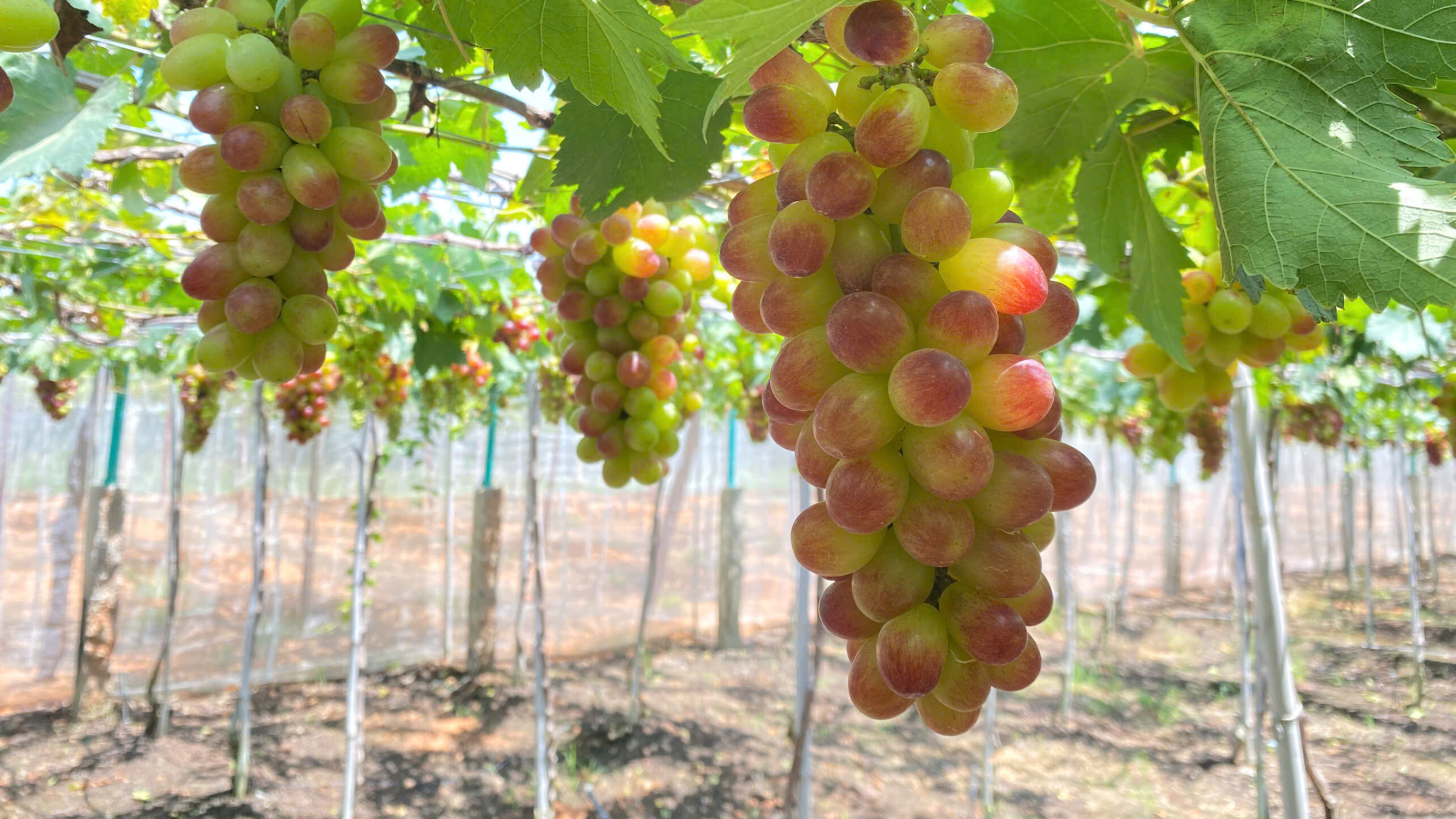 Vườn nho Vy Vy Farm - một trong những điểm đến ấn tượng trong hành trình