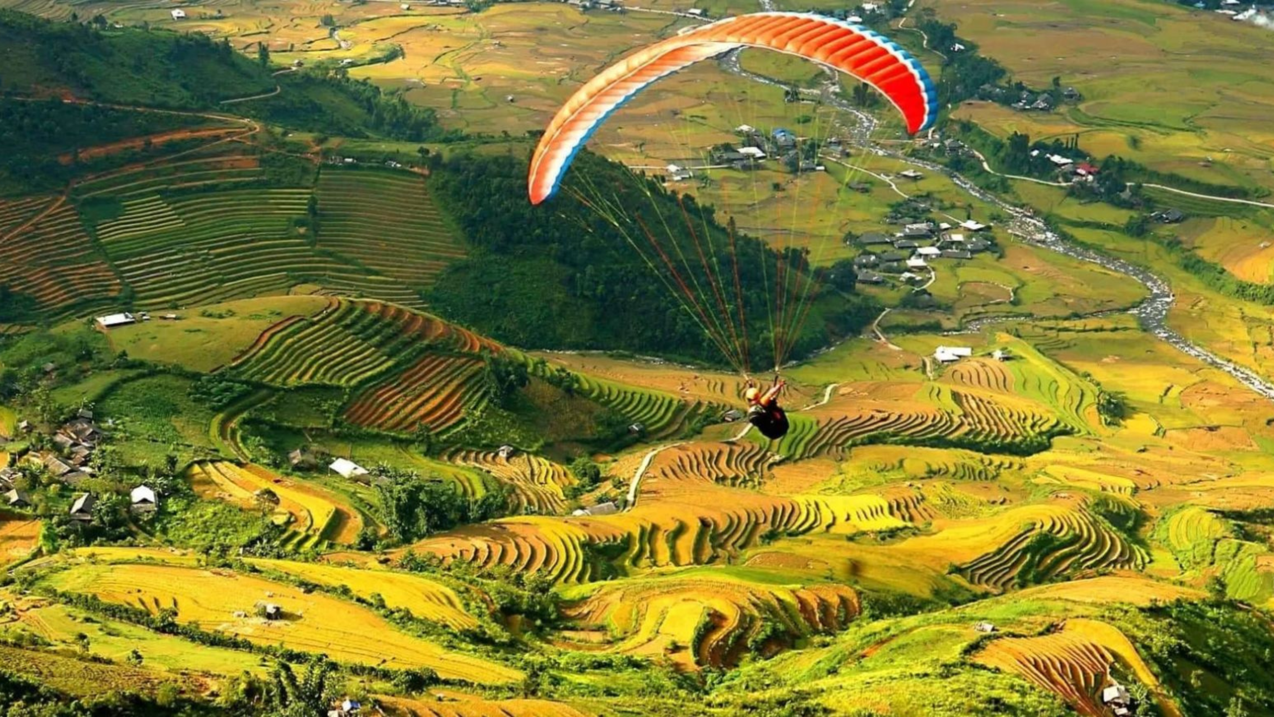 Phóng tầm mắt ngắm sóng lúa chín vàng trải dài bất tận