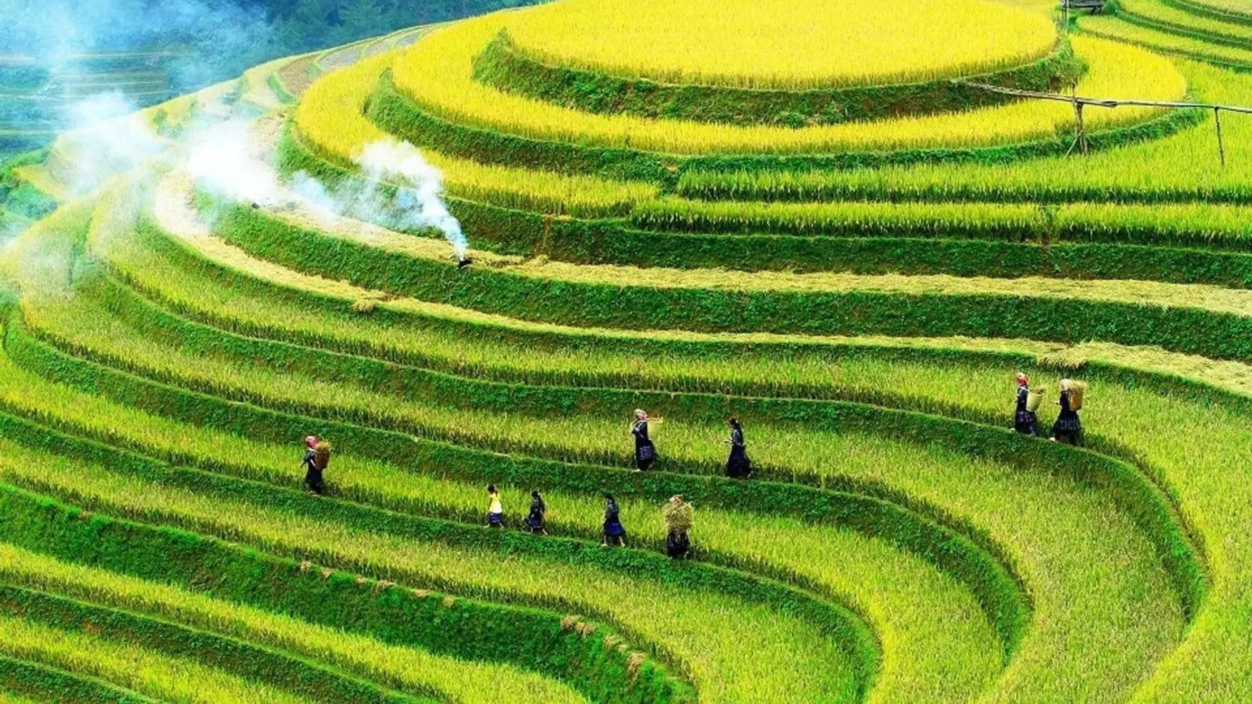 Mùa vàng – mùa của no ấm, của niềm vui trên nương rẫy
