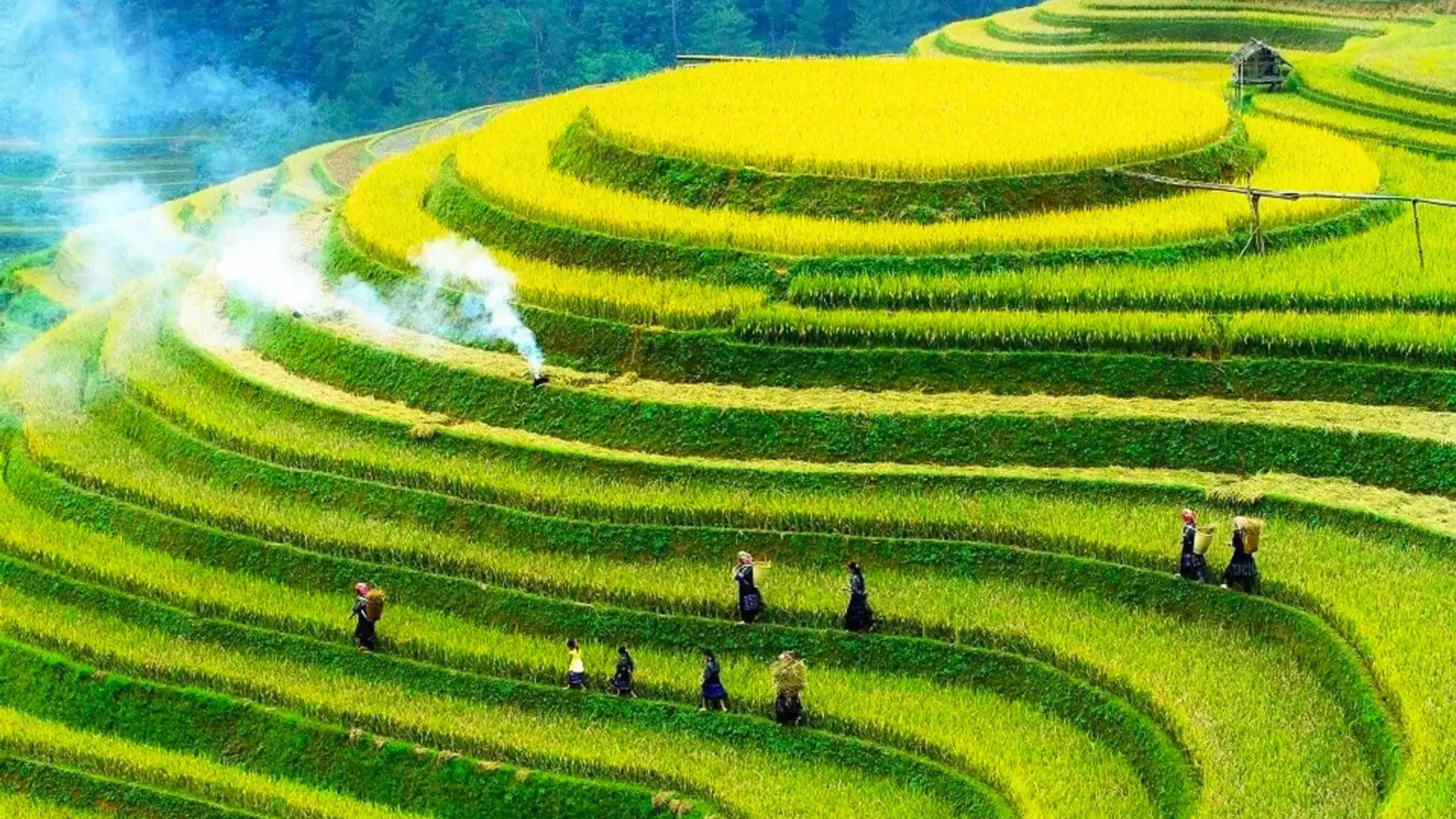 Mùa vàng – mùa của no ấm, của niềm vui trên nương rẫy (Nguồn: sưu tầm)