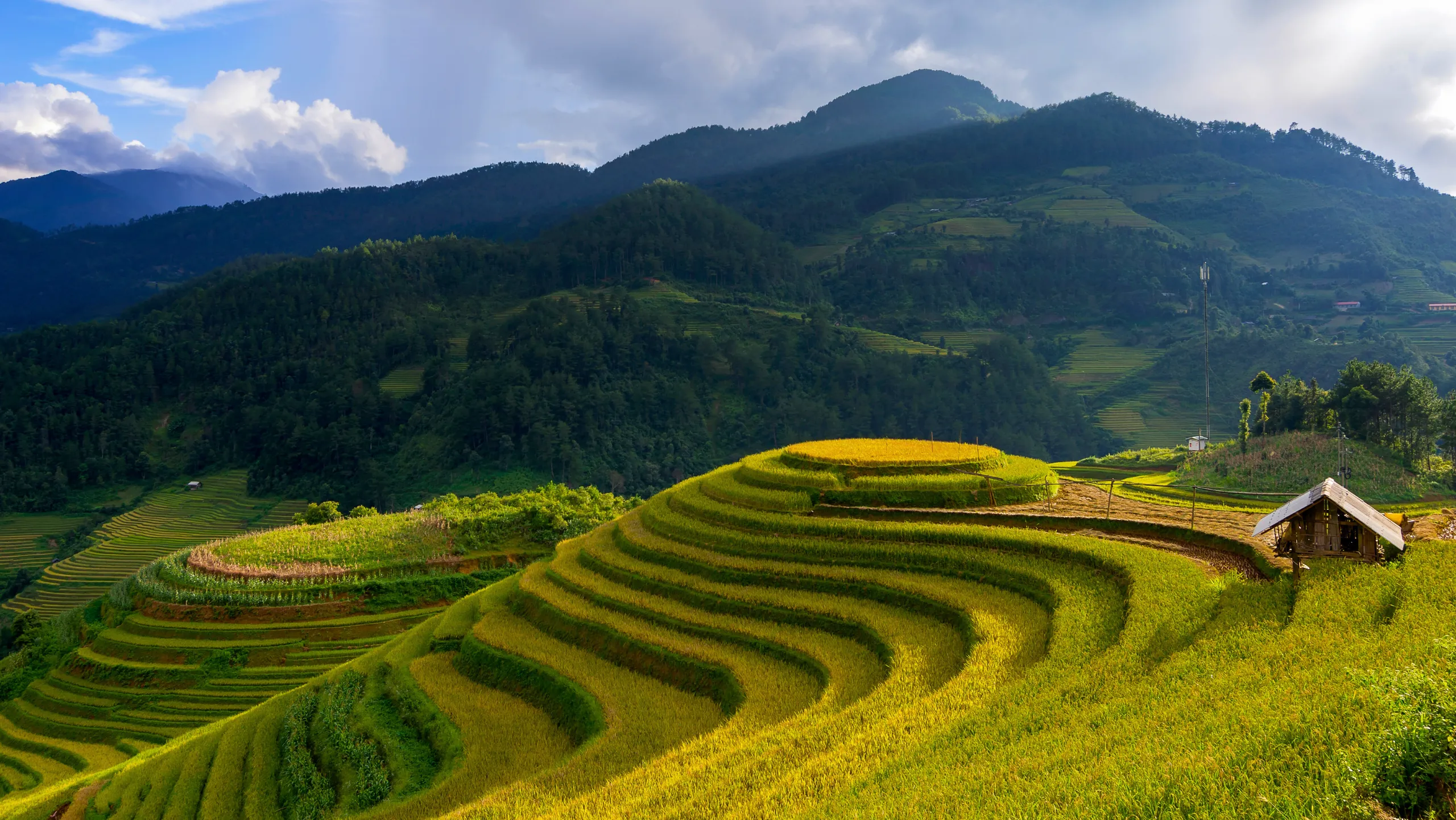 Nắng thu chan hòa trên từng sóng lúa uốn lượn tại Mù Cang Chải (Nguồn: sưu tầm)