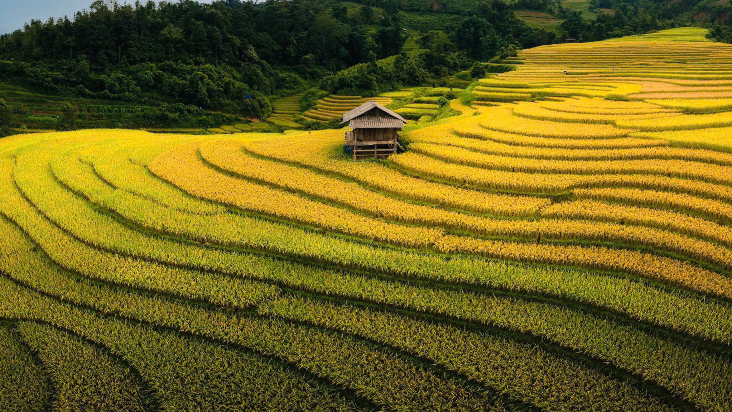 Lúa mới Tú Lệ đưa hương, gọi mời bước chân lữ khách