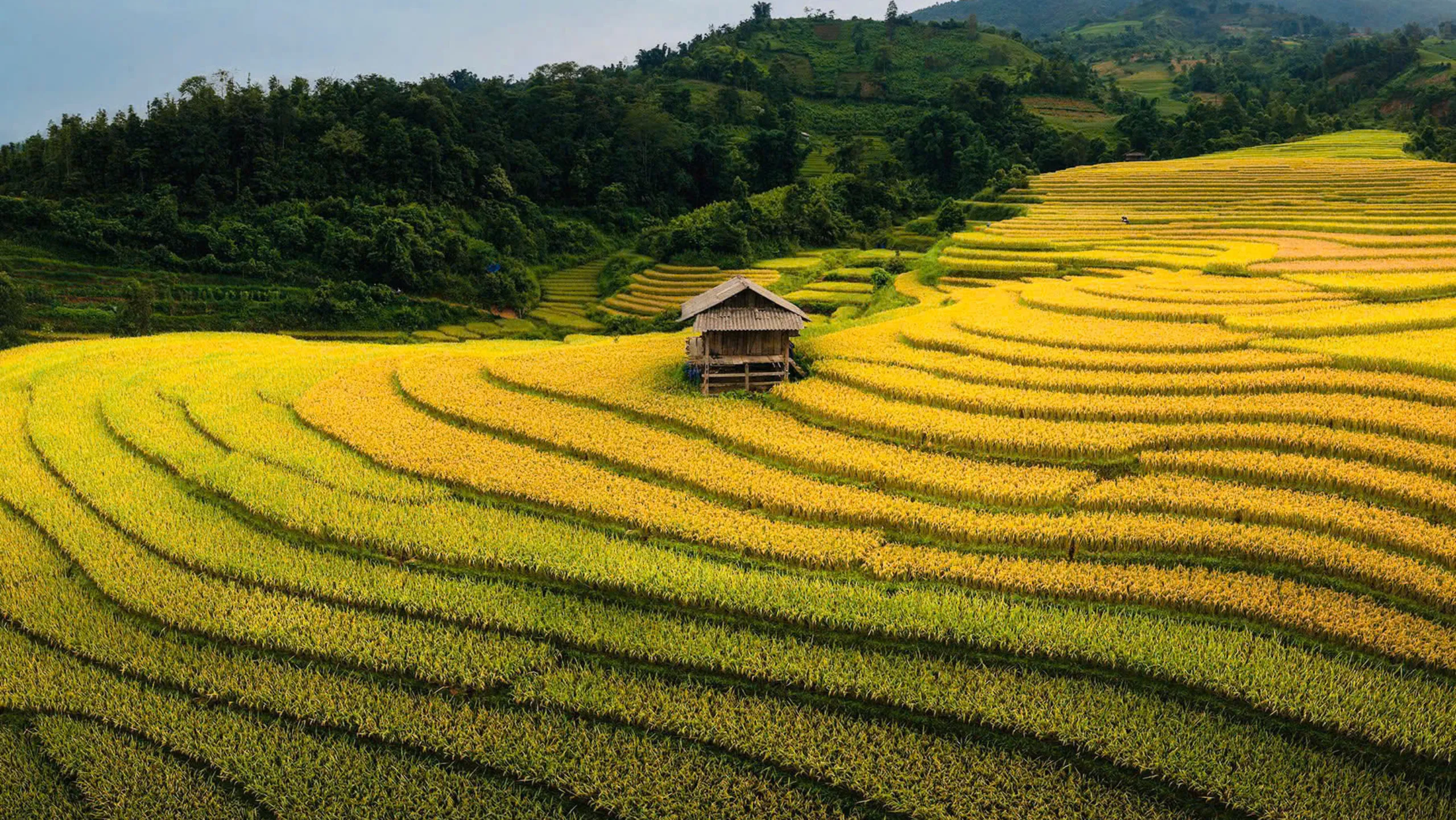 Lúa mới Tú Lệ đưa hương, gọi mời bước chân lữ khách (Nguồn: sưu tầm)