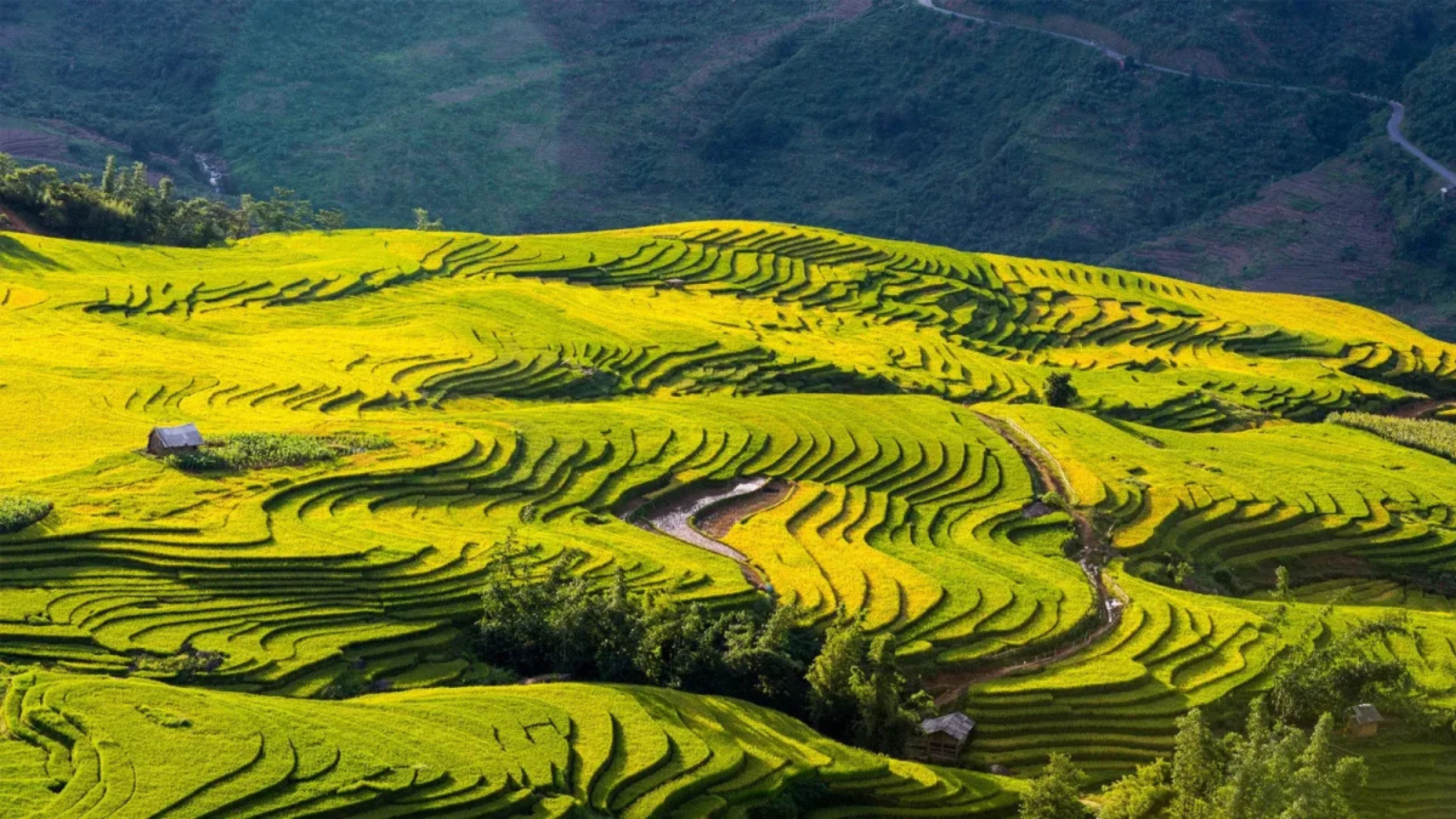 Y Tý rực rỡ trong chiếc áo vàng óng ánh, đẹp say lòng người