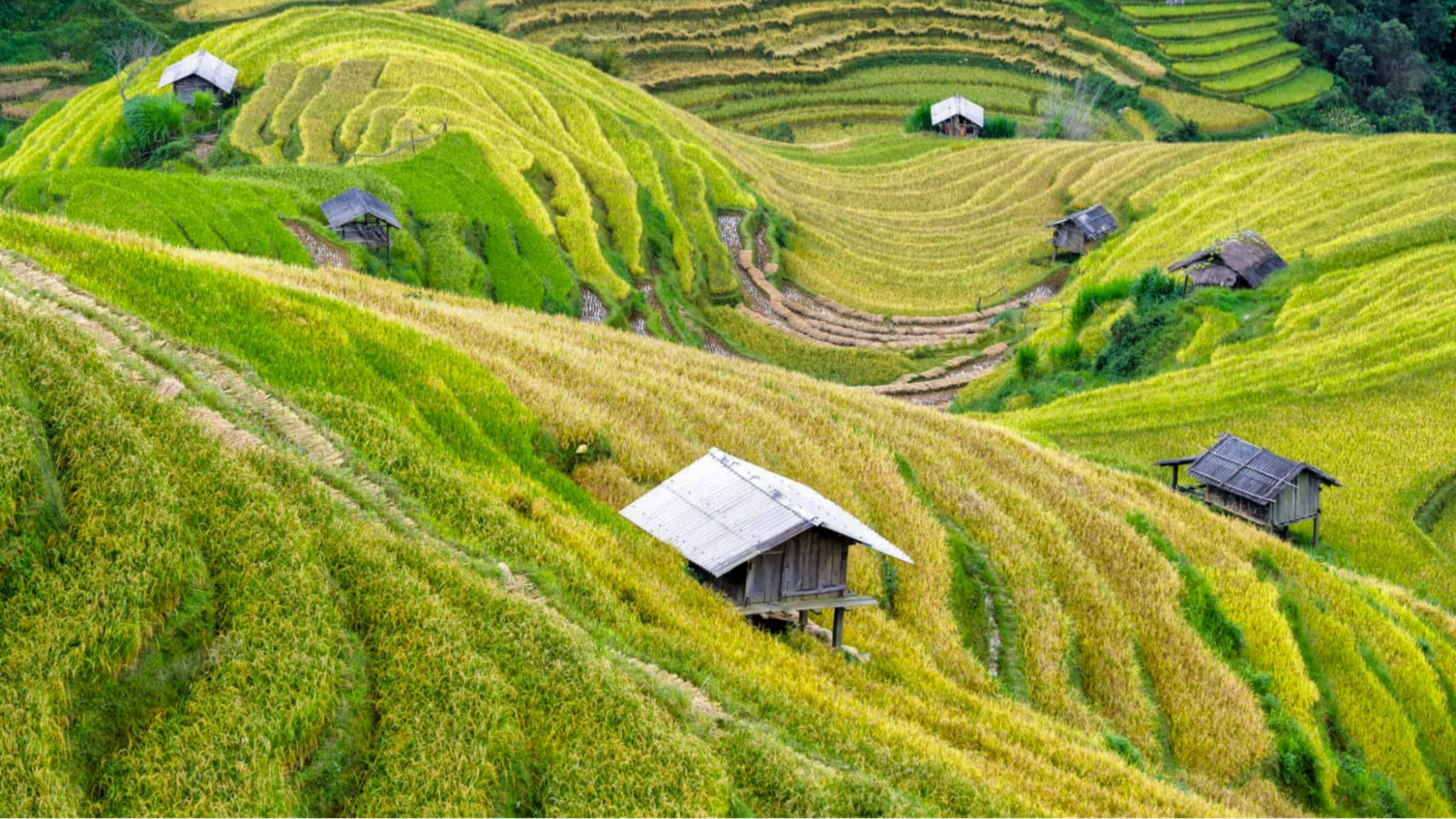 Đứng giữa nương lúa Mai Châu để gói trọn hương sắc mùa vàng