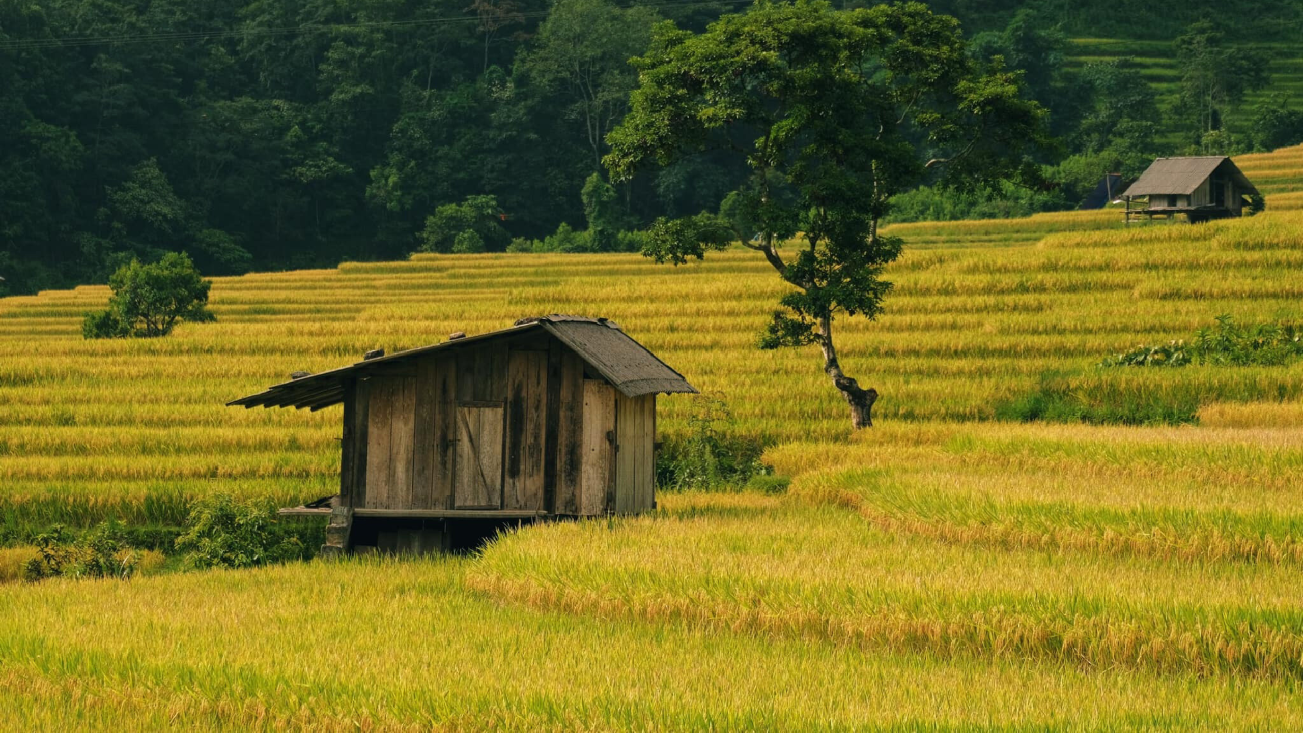 Về Nậm Cang mùa vàng để chạm tay vào vẻ đẹp tinh khôi và dung dị
