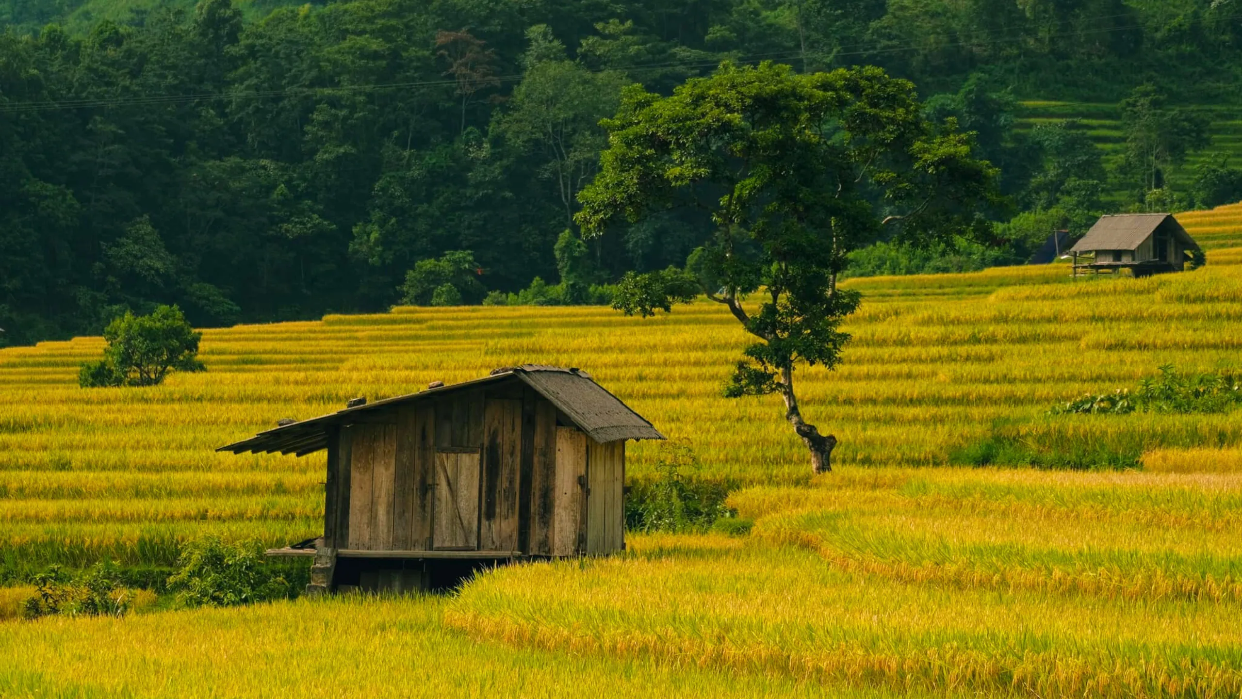 Về Nậm Cang mùa vàng để chạm tay vào vẻ đẹp tinh khôi và dung dị (Nguồn: sưu tầm)