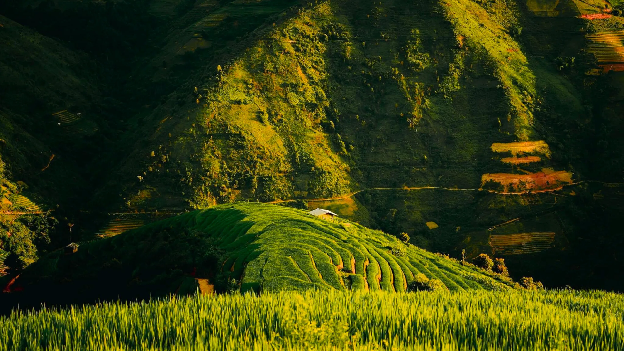 Đứng trên đỉnh đèo, thu trọn vào mắt vẻ đẹp của mùa vàng (Nguồn: sưu tầm)