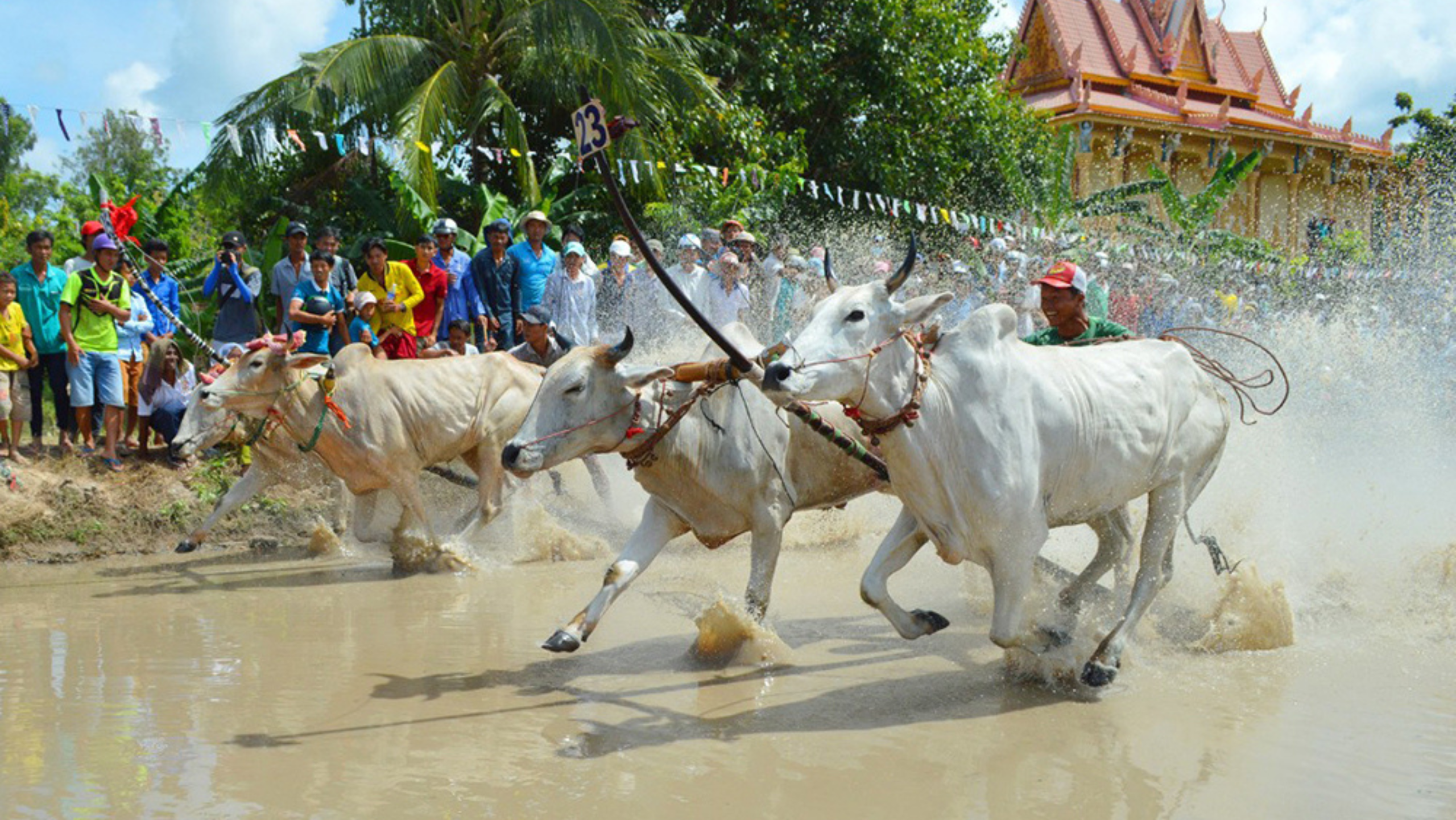 Lễ hội đua bò có nguồn gốc lâu đời, diễn ra vào dịp Tết Dolta (Nguồn: sưu tầm)