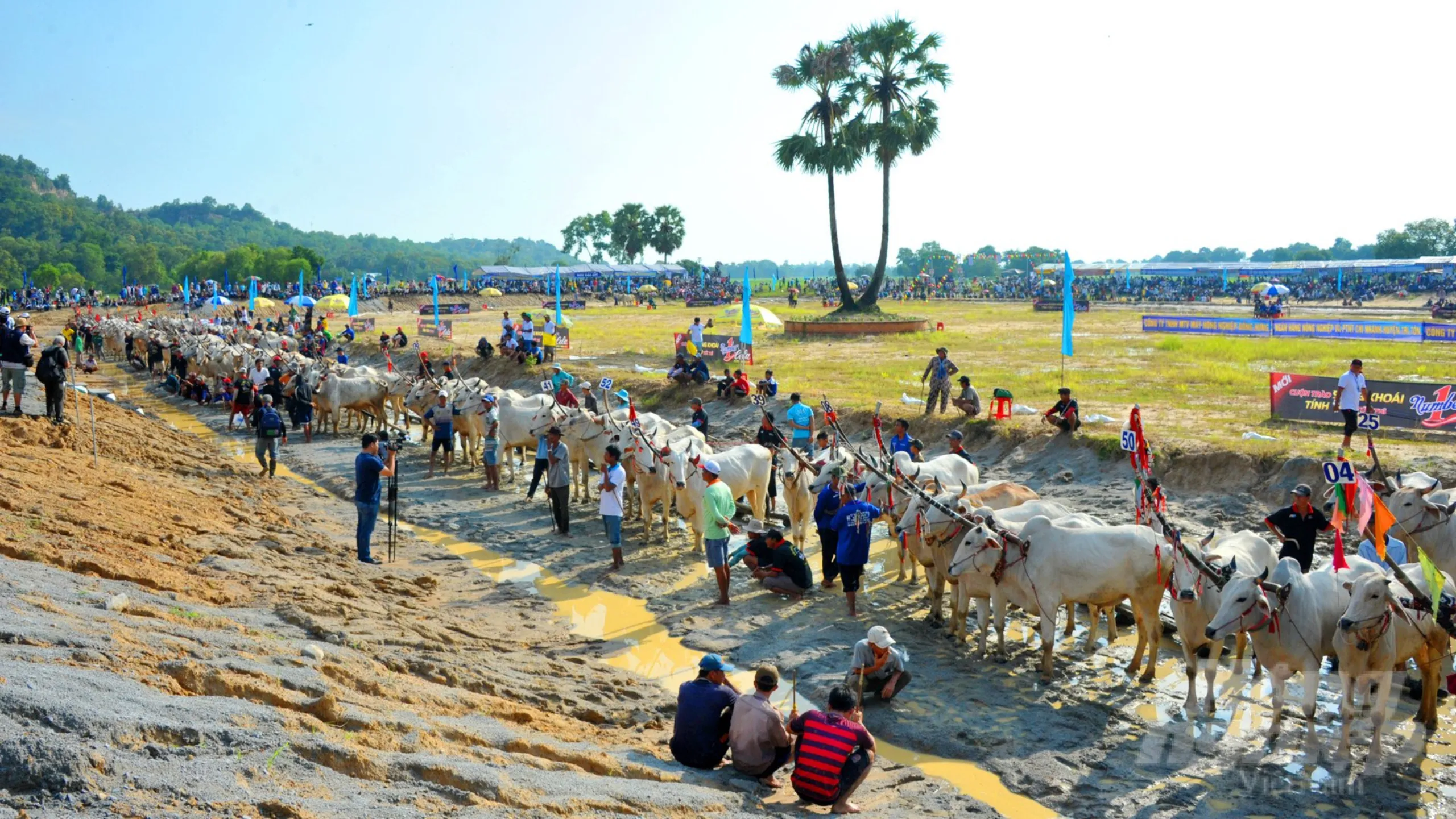 Đua bò Bảy Núi có những quy định, luật lệ riêng (Nguồn: sưu tầm)