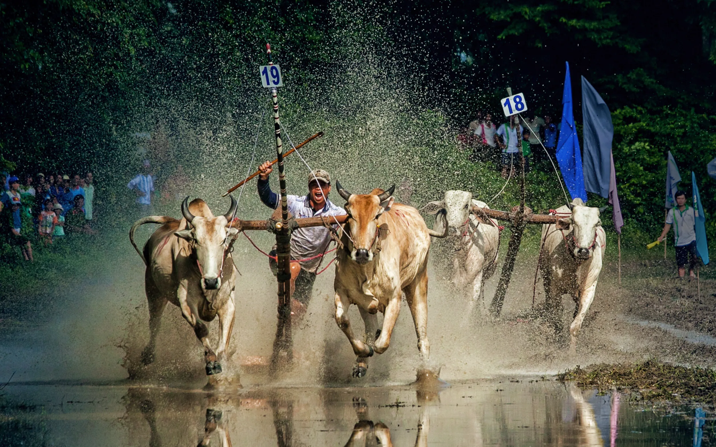 Lễ hội Đua bò Bảy Núi: Nét đẹp văn hóa của đồng bào Khmer Nam Bộ