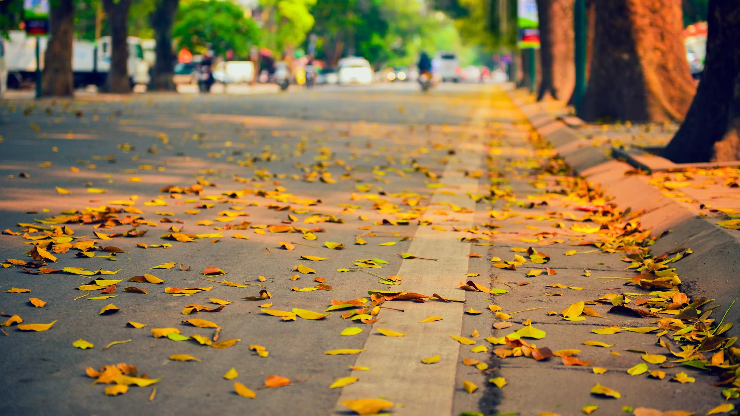 Sắc thu Hà Nội tựa bản tình ca lãng mạn (Nguồn: sưu tầm)