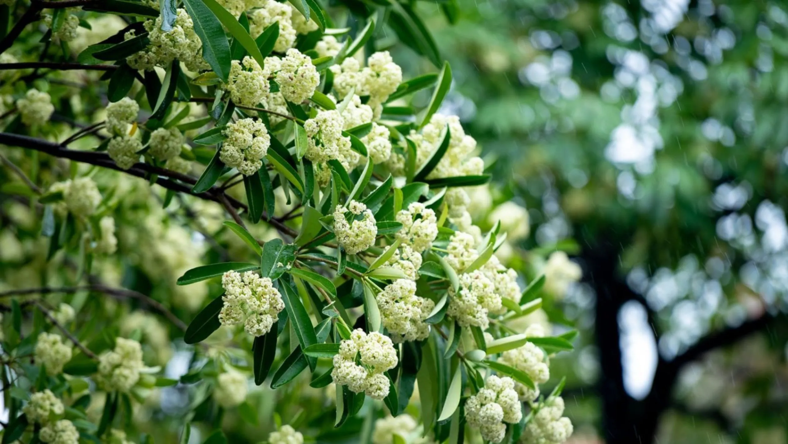 Sang thu, hoa sữa lại đưa hương trên phố (Nguồn: sưu tầm)