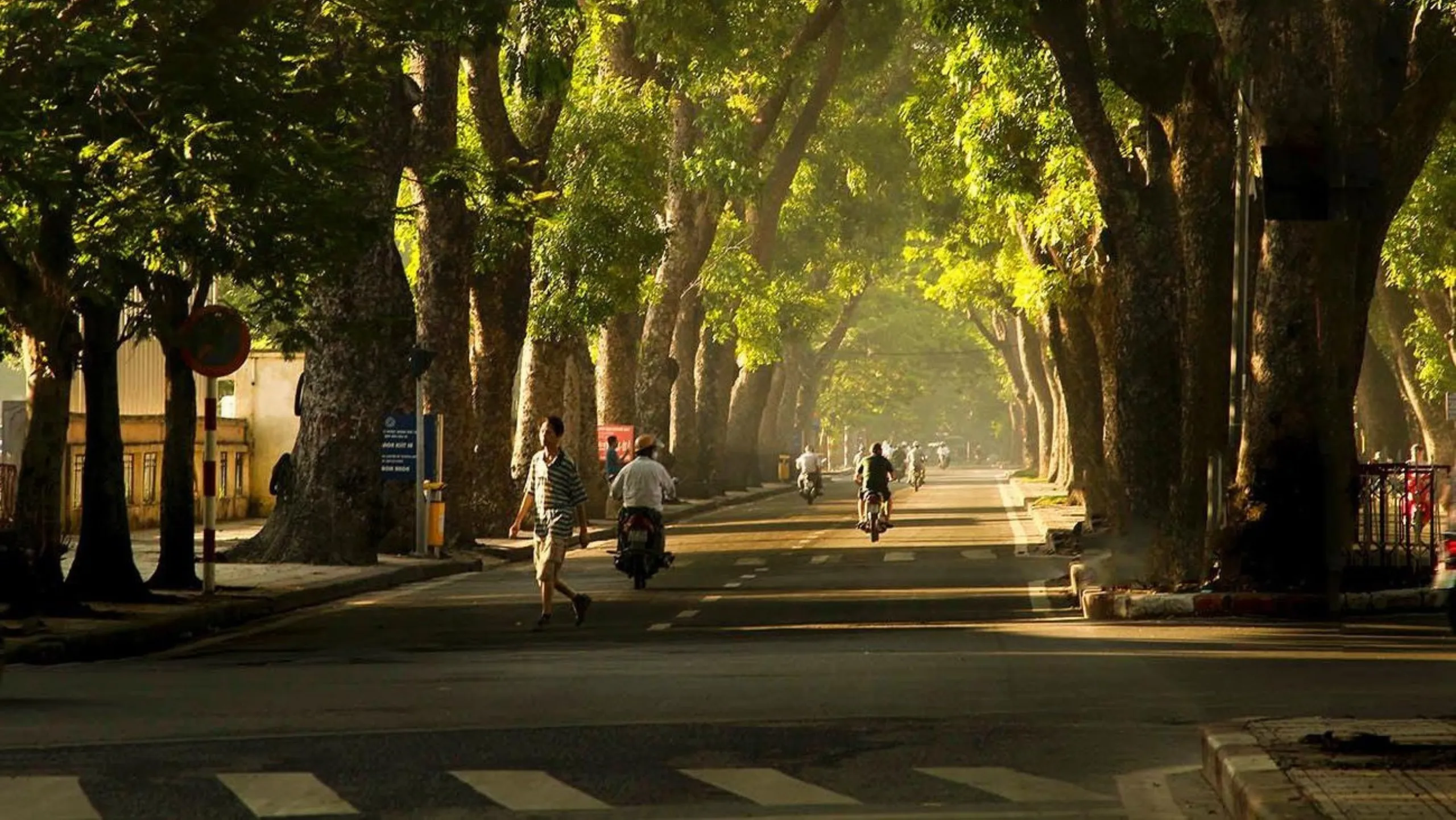 Đường Hoàng Diệu rợp bóng cây, bình yên trong nắng thu (Nguồn: sưu tầm)