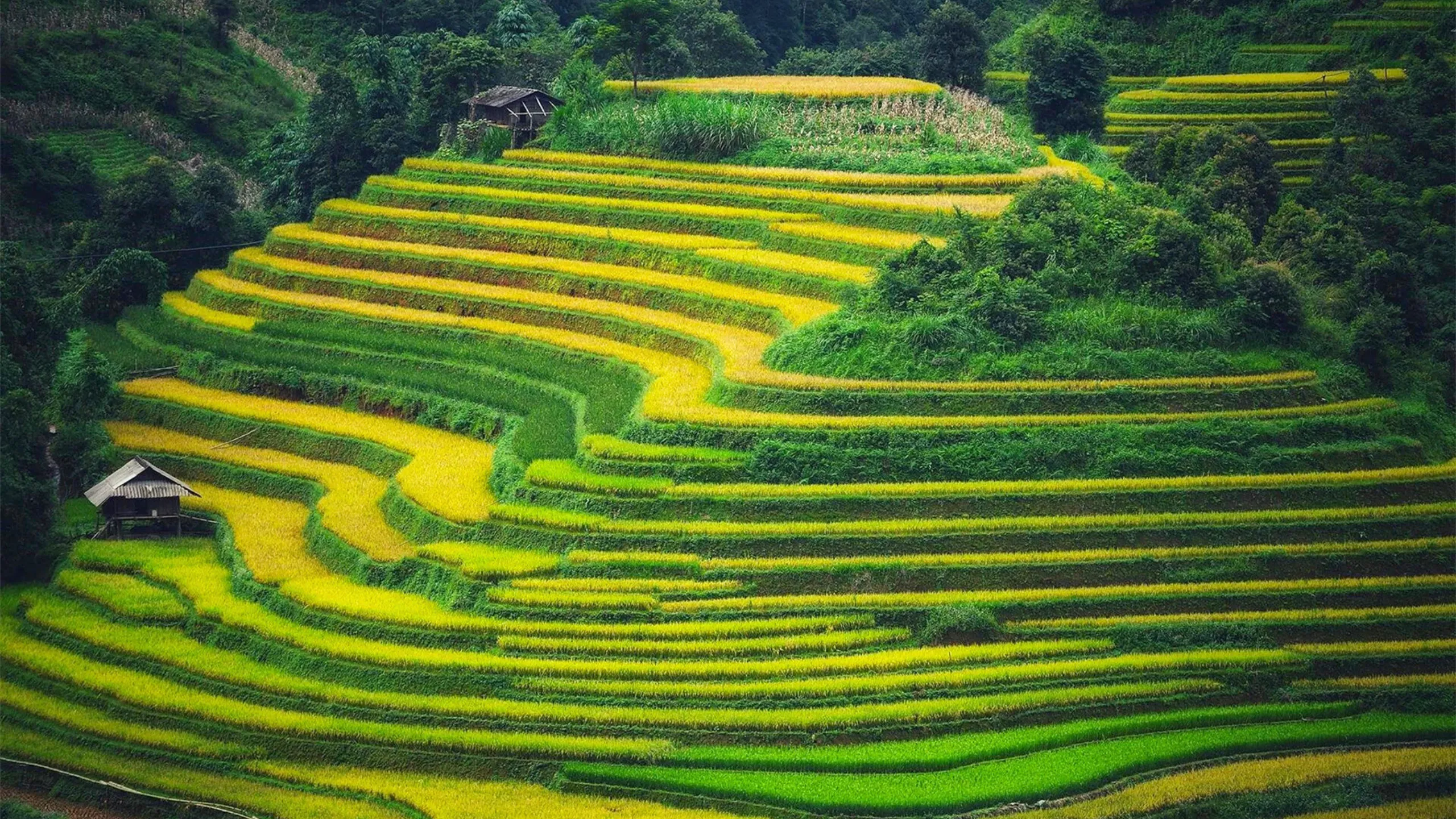 Choáng ngợp với khung cảnh mùa vàng tuyệt đẹp tại Mù Cang Chải (Nguồn: sưu tầm)