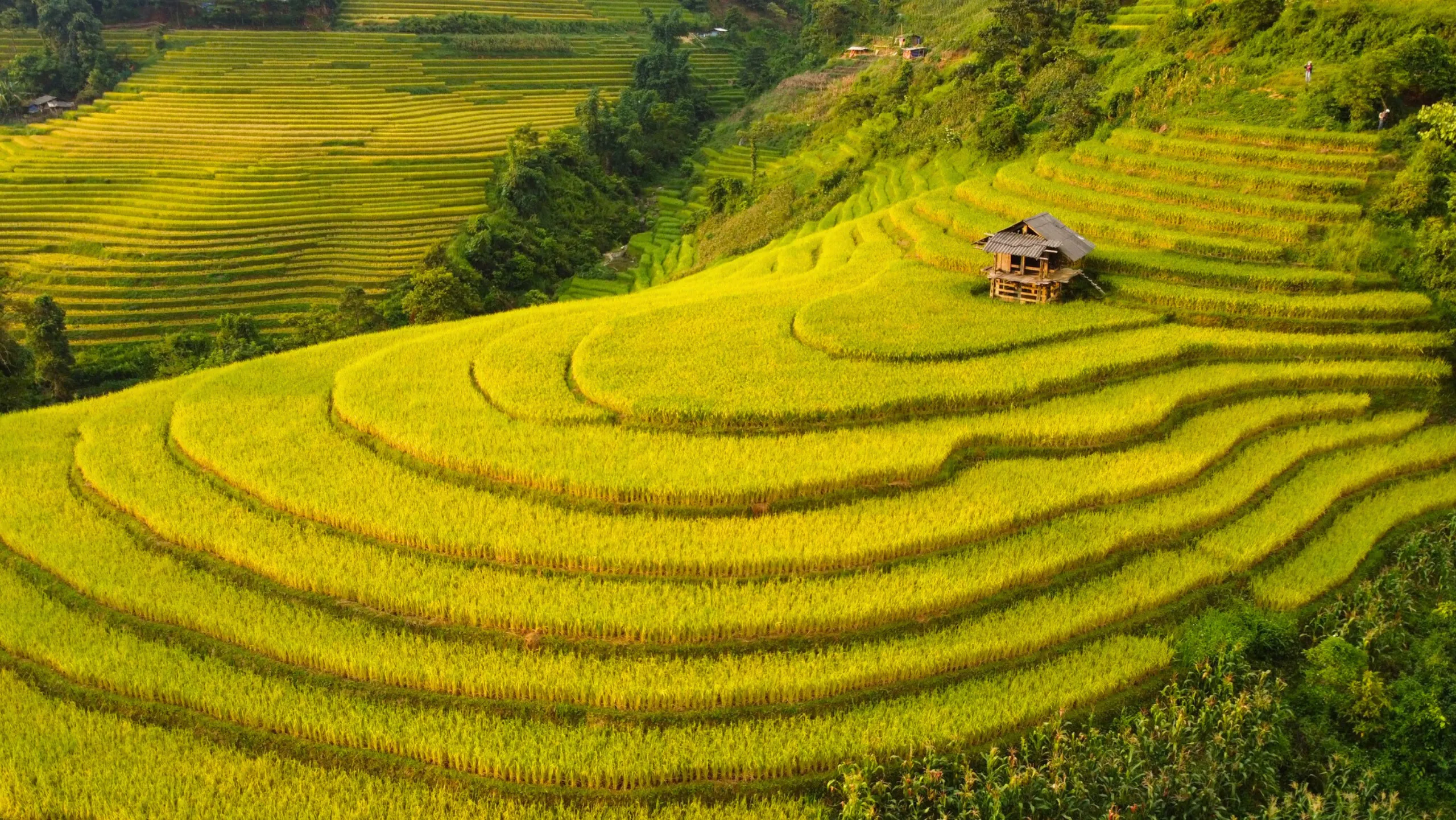 Đồi Mâm Xôi - “must-visit” khi du lịch mùa vàng Mù Cang Chải (Nguồn: sưu tầm)