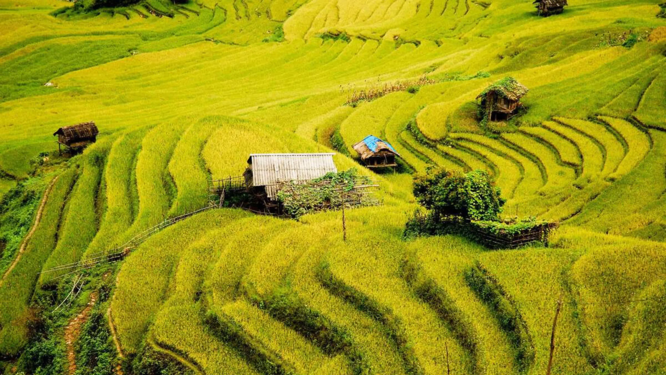 Chế Cu Nha - nơi giữ trọn vẻ đẹp đặc trưng của ruộng bậc thang Tây Bắc (Nguồn: sưu tầm)