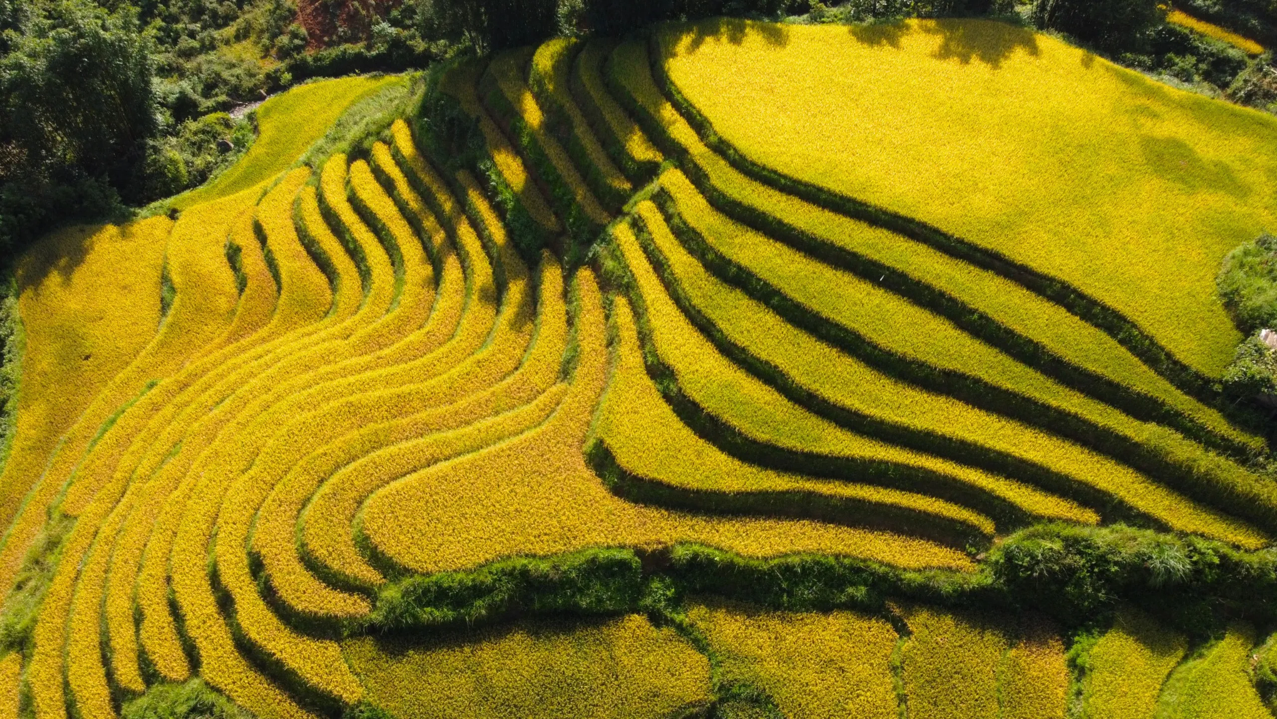 Dế Xu Phình nằm trong quần thể danh thắng ruộng bậc thang Mù Cang Chải (Nguồn: sưu tầm)