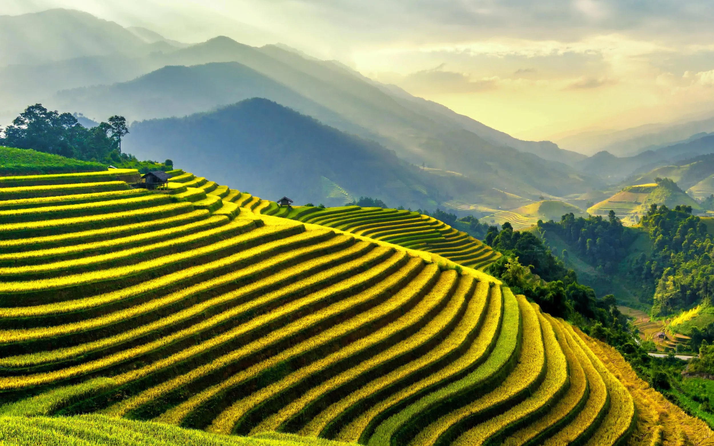 Mùa vàng Mù Cang Chải 2025: Lịch trình 3N2D hấp dẫn tại iGotour