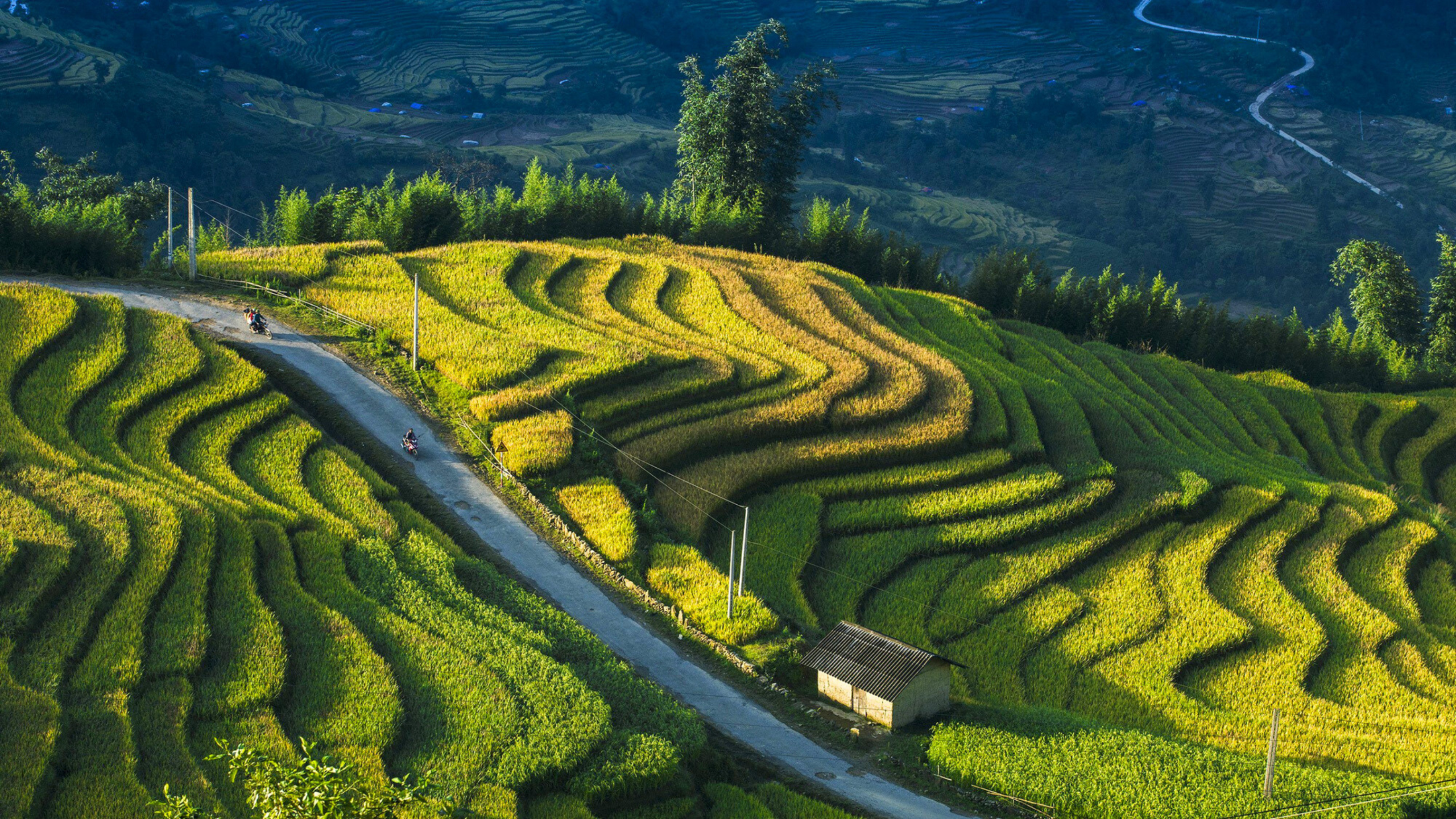 Nắm được thời gian lúa chín để không bỏ lỡ những khoảnh khắc đẹp nhất năm (Nguồn: sưu tầm)