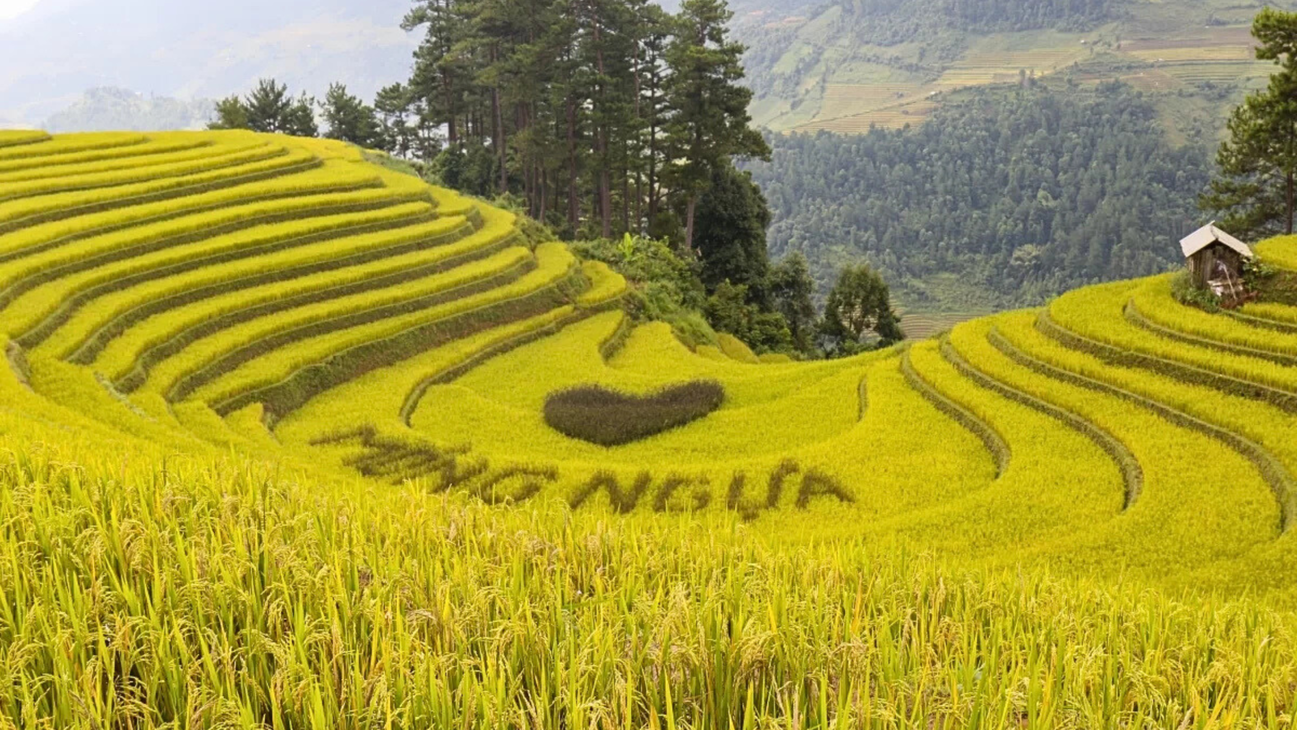 Đồi Móng Ngựa là điểm đến không thể bỏ lỡ khi mùa vàng gõ cửa (Nguồn: sưu tầm)