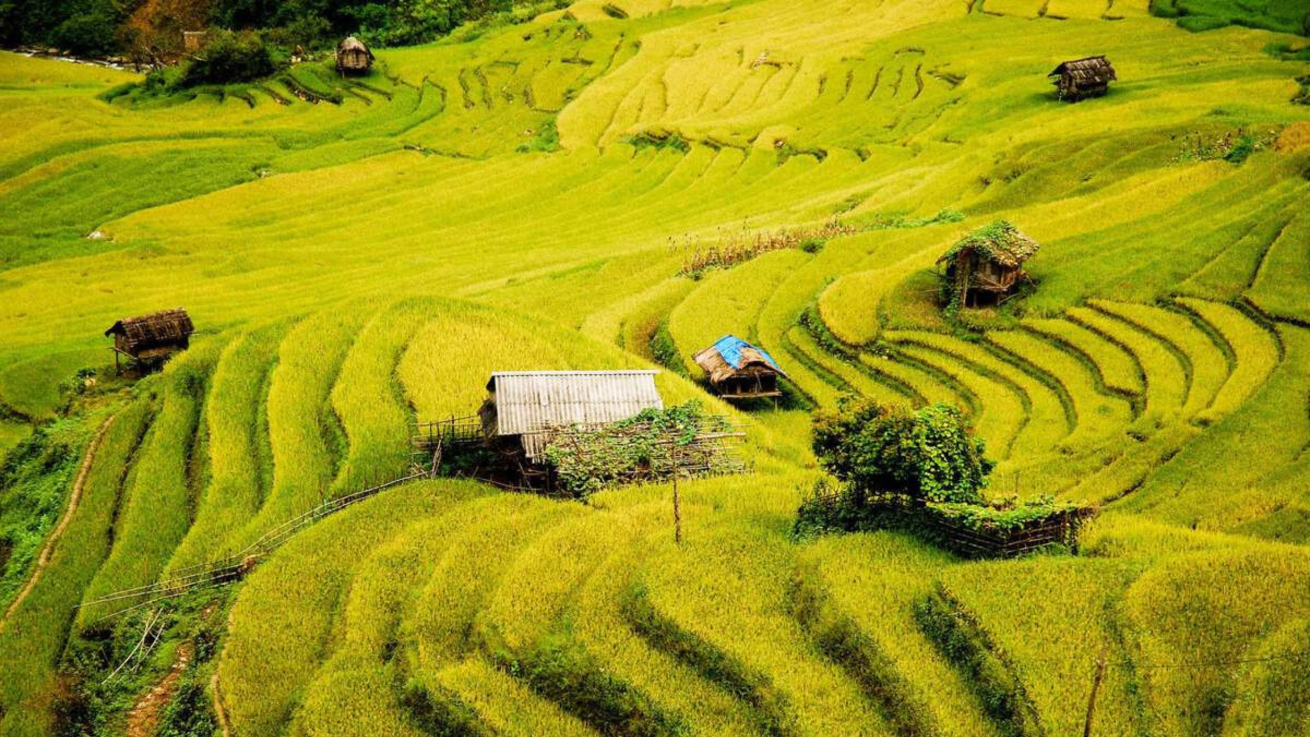 Chế Cu Nha - nơi giữ trọn vẻ đẹp đặc trưng của ruộng bậc thang Tây Bắc (Nguồn: sưu tầm)