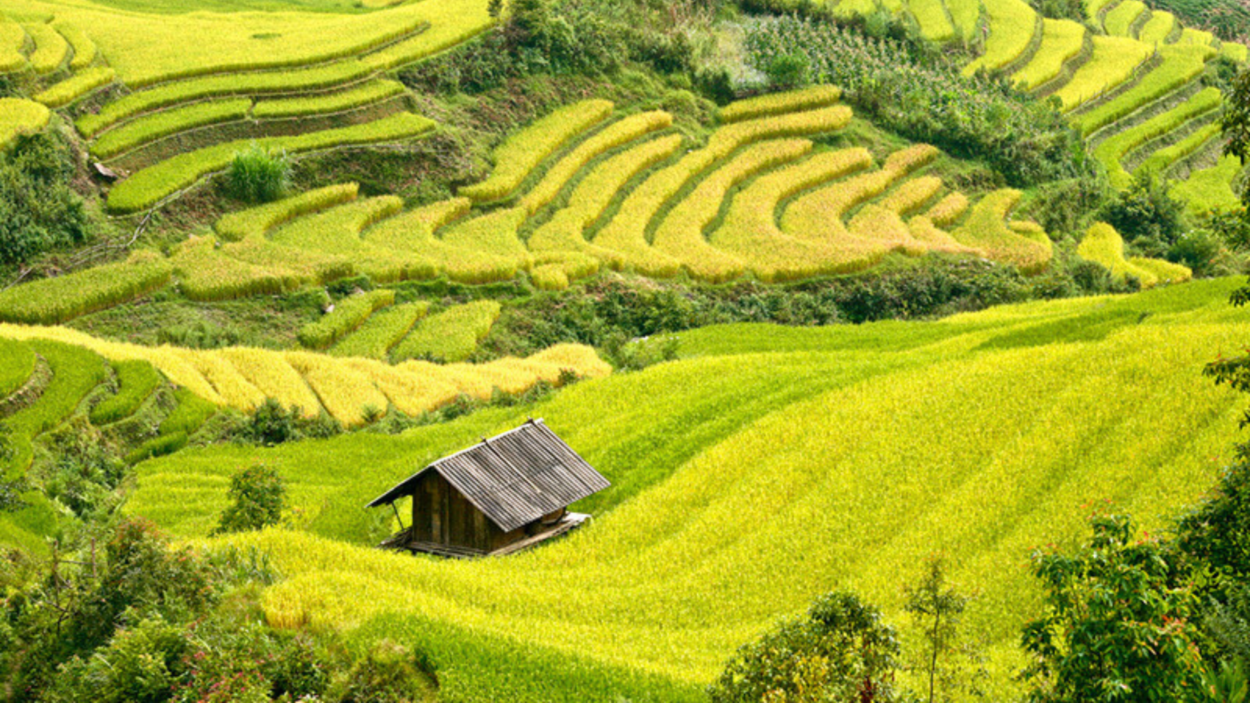 Dế Xu Phình nằm trong quần thể danh thắng ruộng bậc thang Mù Cang Chải (Nguồn: sưu tầm)