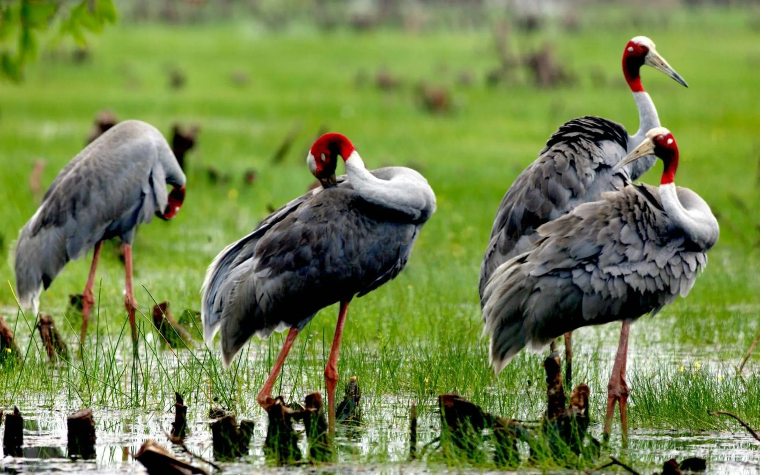 Du Lịch Miền Tây | “Ký Ức Đồng Tháp Mười” - Vườn Quốc Gia Tràm Chim (1 Ngày)