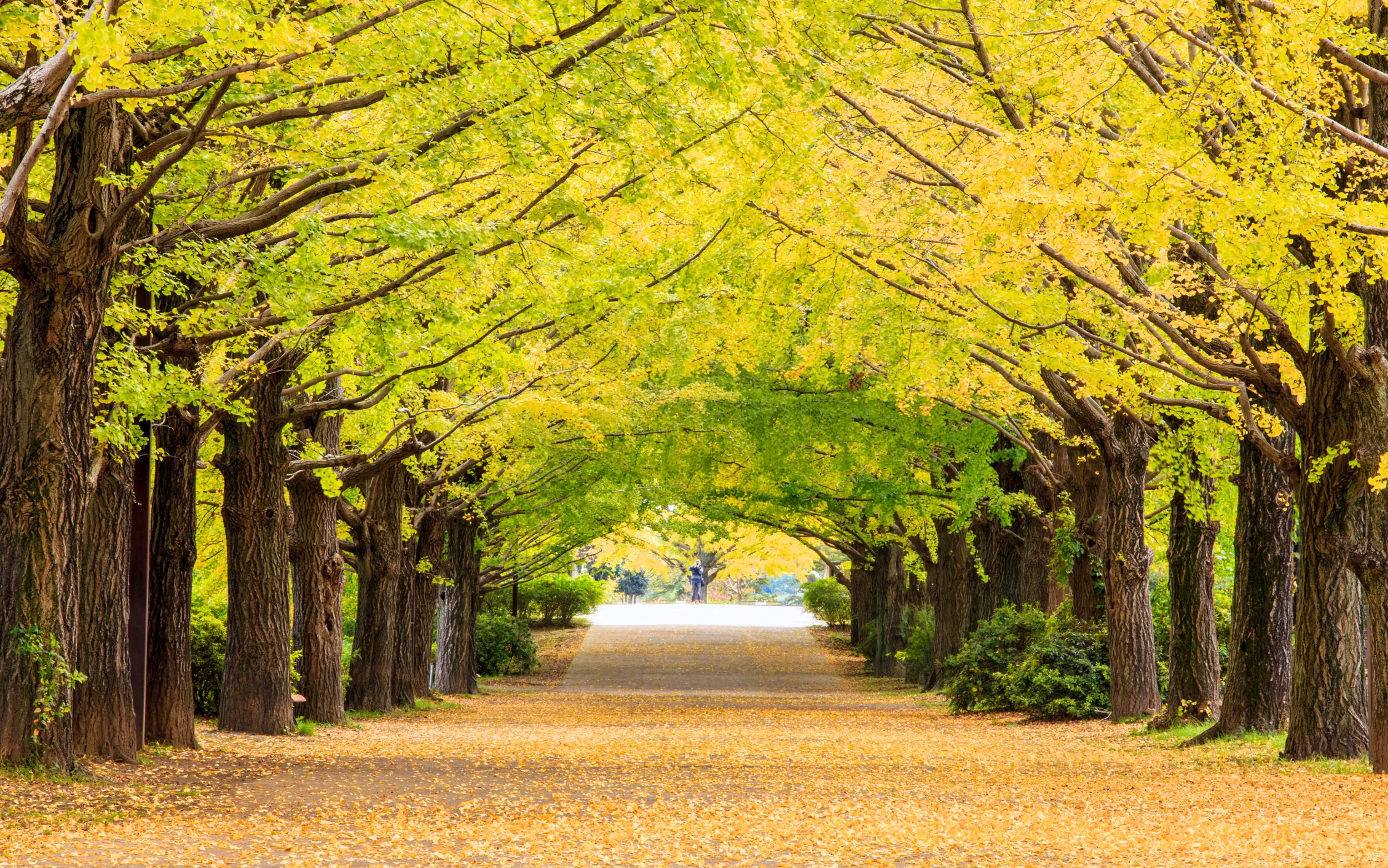 Du Lịch Nhật Bản | Kansai - Osaka - Tokyo - Narita (6N5D)