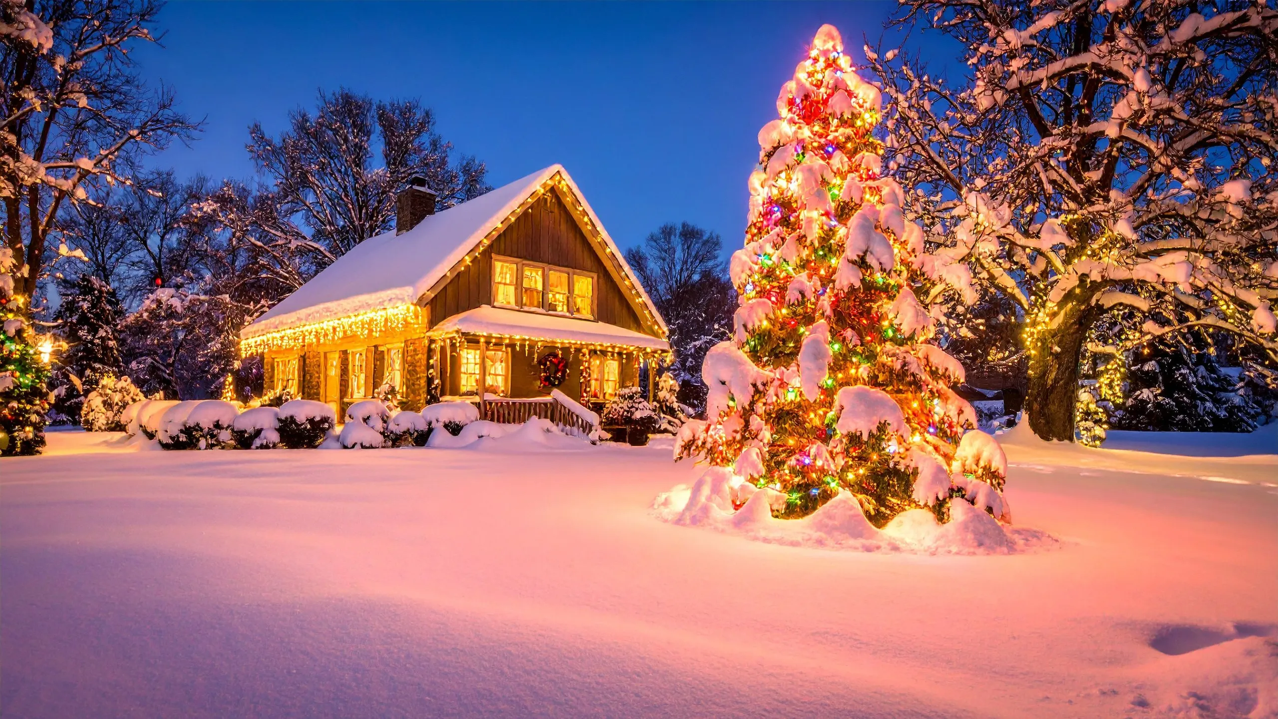 Cây thông Noel - sự sống vĩnh cửu và hy vọng mùa đông