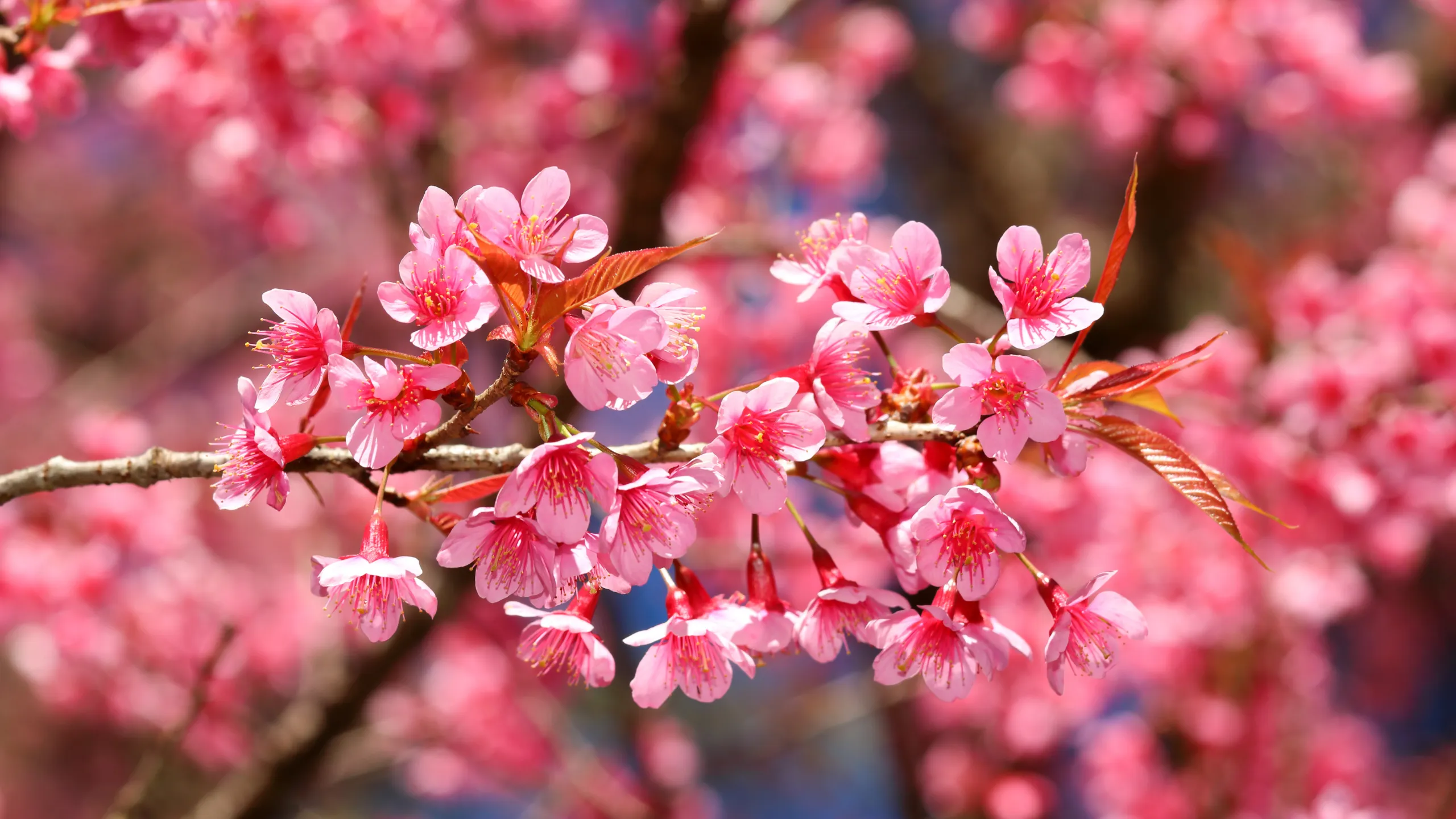 Loài hoa không chỉ làm đẹp không gian mà còn sưởi ấm tâm hồn khi xuân chạm ngõ (Nguồn: sưu tầm)