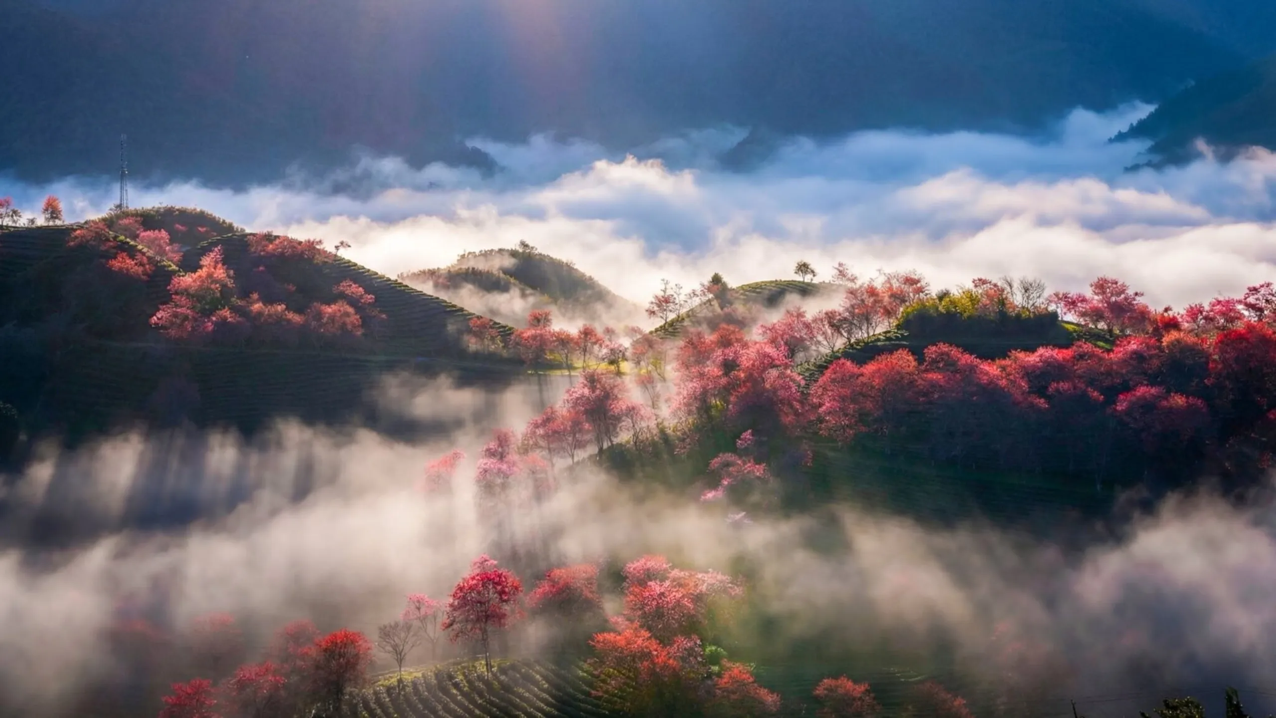 Mai anh đào Ô Quy Hồ - hoa xinh lung linh dưới nắng và mây trời bảng lảng (Nguồn: sưu tầm)