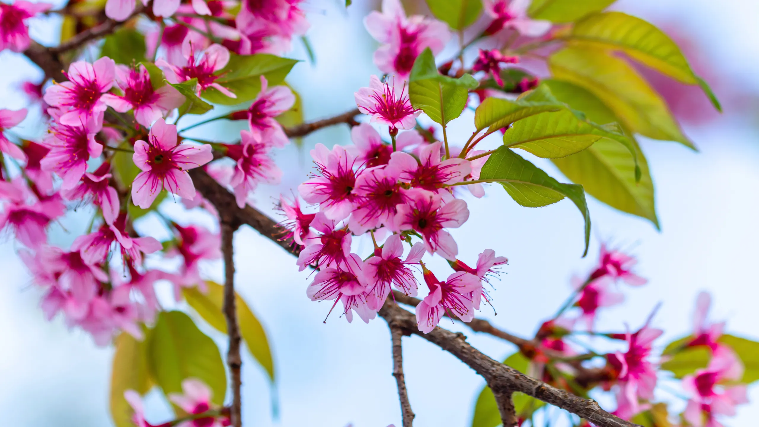 Hoa tớ dày là tên địa phương người dân tộc H’Mông dùng để chỉ hoa anh đào rừng (Nguồn: sưu tầm)