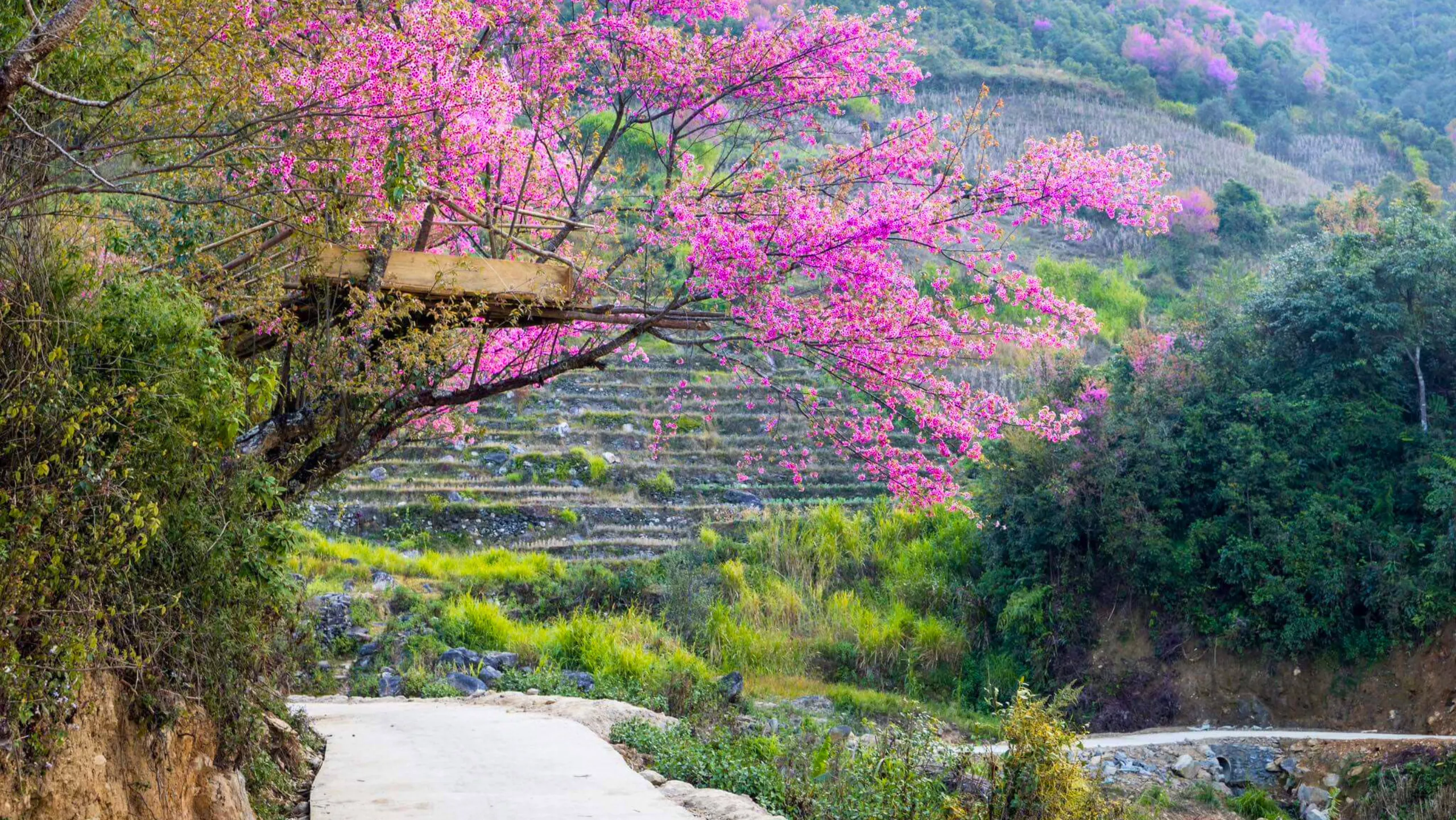 Để đến được địa điểm ngắm hoa, du khách có thể thuê xe ôm tại bản địa hoặc đi cùng hướng dẫn viên địa phương (Nguồn: sưu tầm) 