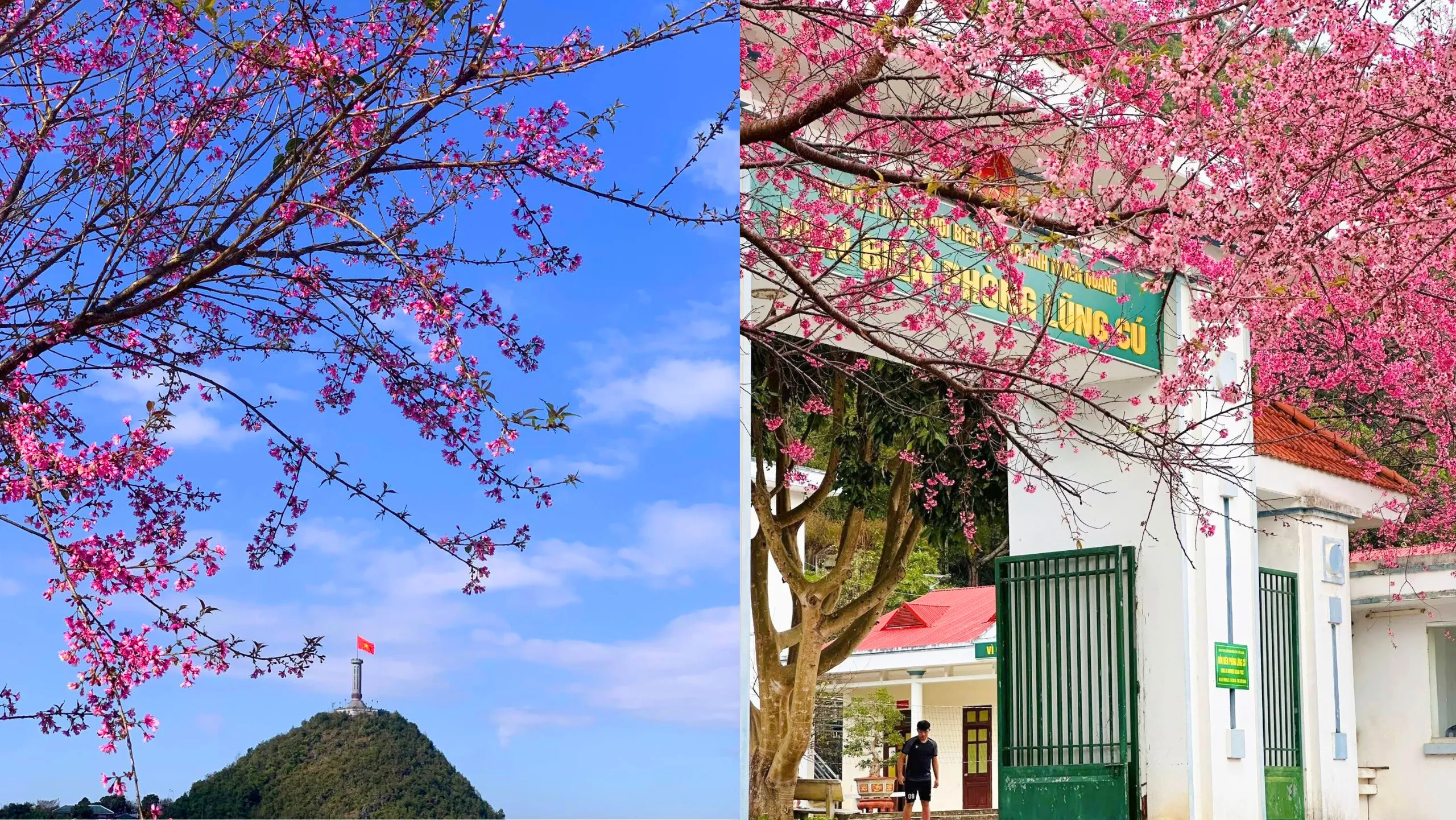 Hàng cây mai anh đào đã trên 10 năm tuổi tại Đồn Biên Phòng làm bừng sáng cả vùng biên cương (Nguồn: sưu tầm)