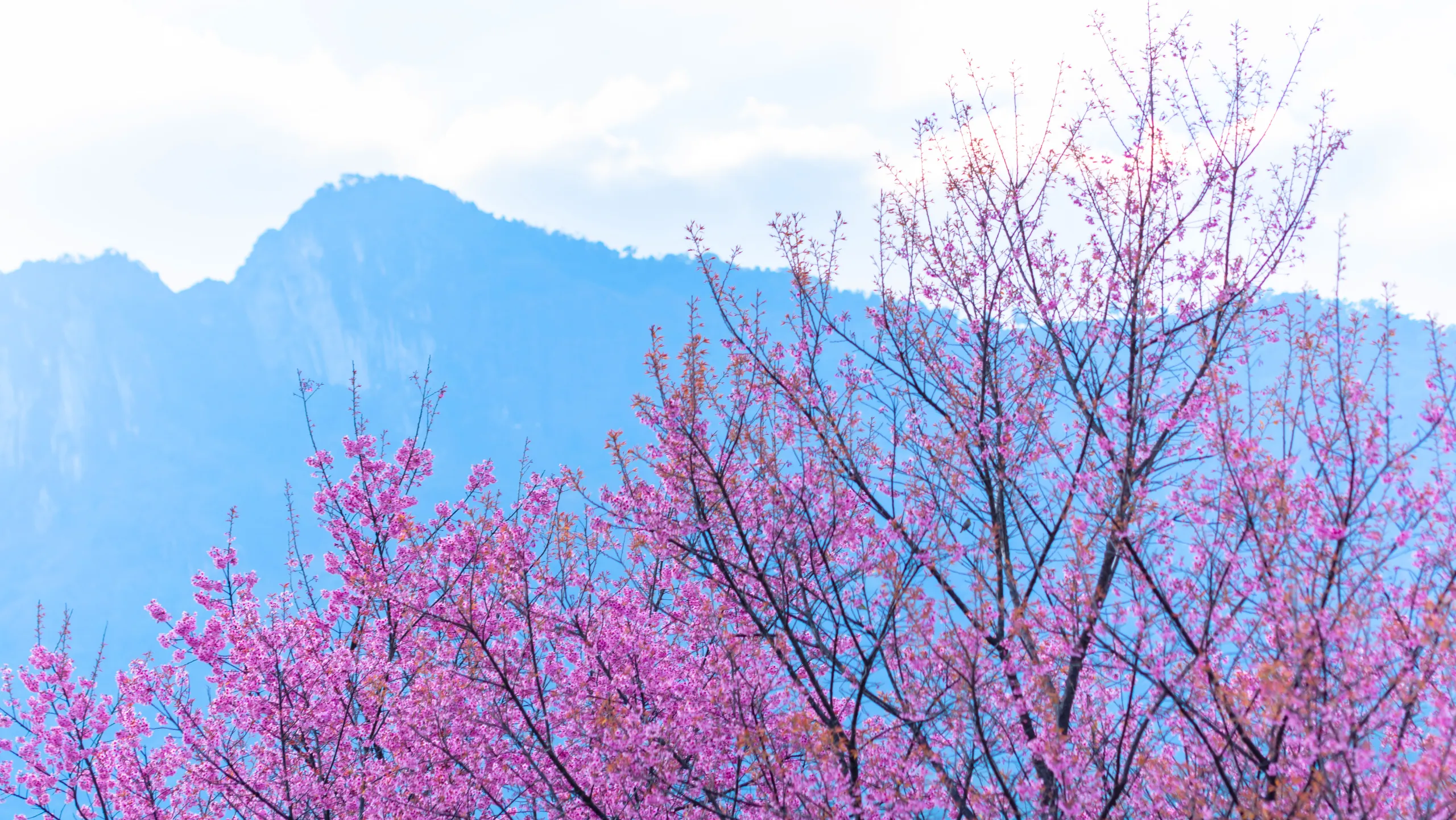 Hoa thường xuất hiện phổ biến ở những nơi có độ cao trên 1.000m (Nguồn: sưu tầm)