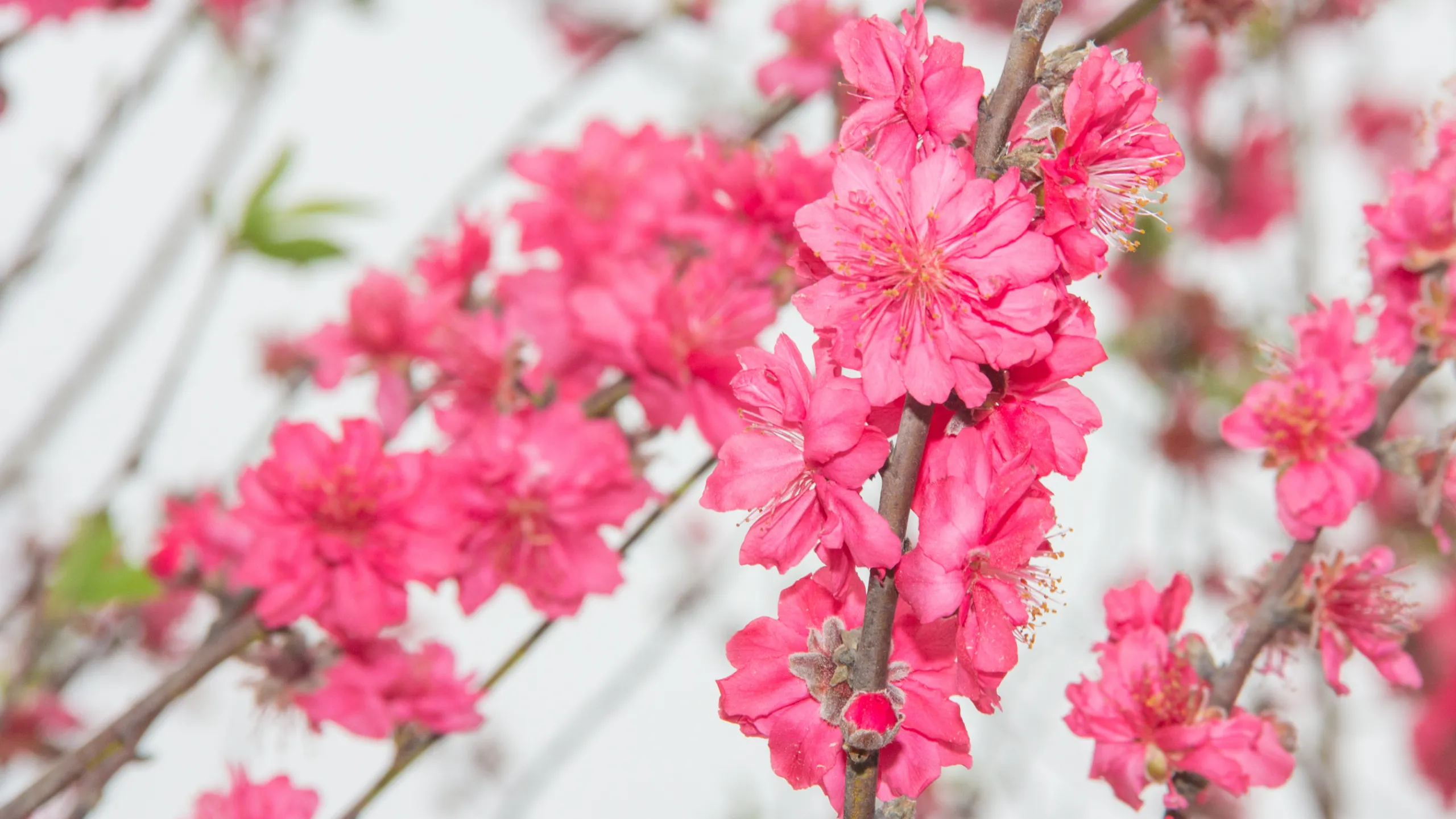 Prunus Persica là tên khoa học chính thức của hoa đào (Nguồn: sưu tầm)