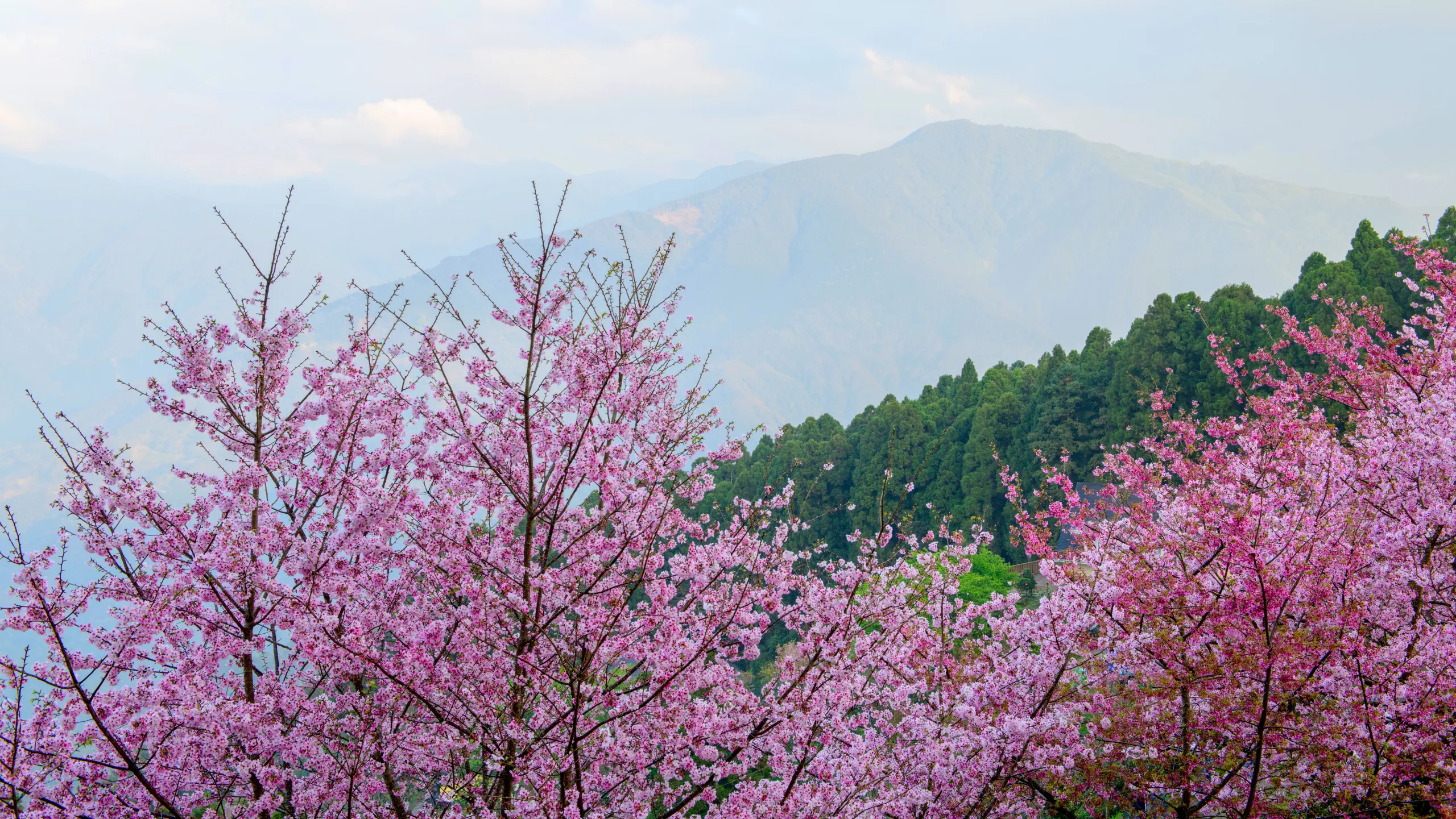 Mai anh đào từ lâu đã len lỏi vào đời sống tinh thần người dân vùng cao (Nguồn: sưu tầm)