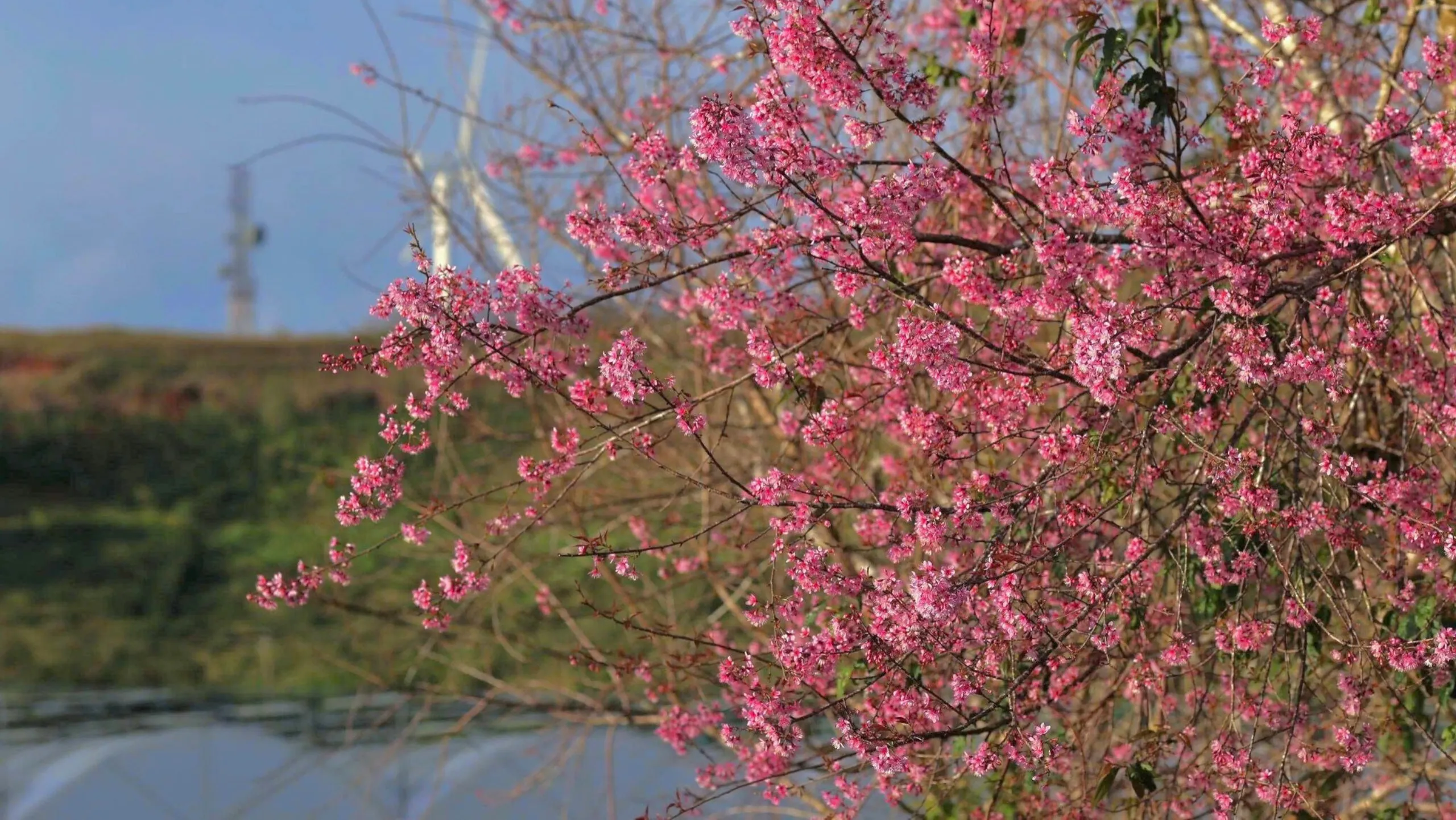 Nhờ khí hậu mát lạnh quanh năm và độ cao lý tưởng, Đà Lạt sở hữu những hàng mai anh đào tuyệt đẹp (Nguồn: sưu tầm)