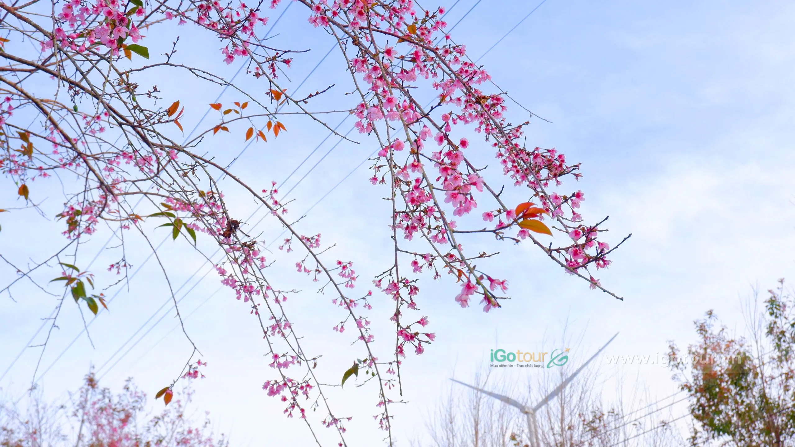 Những nhánh hoa rủ xuống, khoe sắc tại Đồi chè Cầu Đất