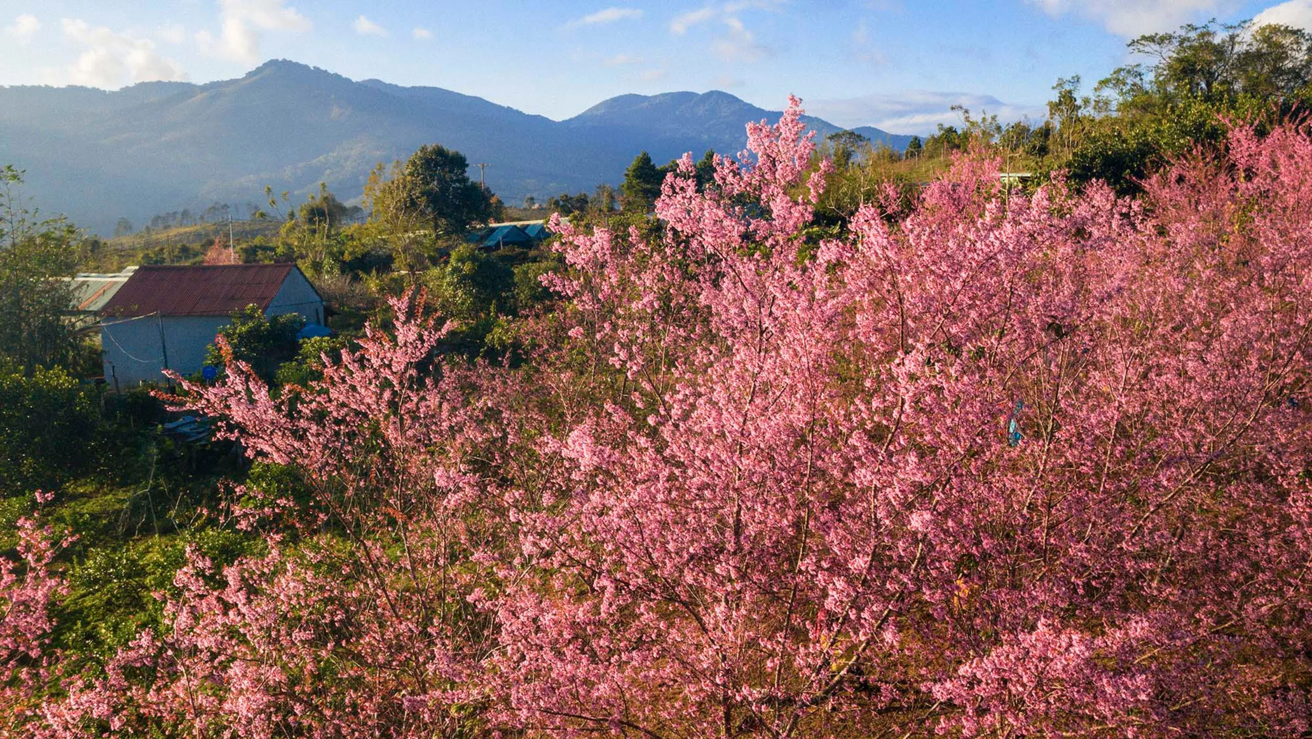 Măng Đen đón người lữ khách bằng những nhịp hồng đan xen ẩn hiện giữa những hàng thông trầm mặc (Nguồn: sưu tầm)