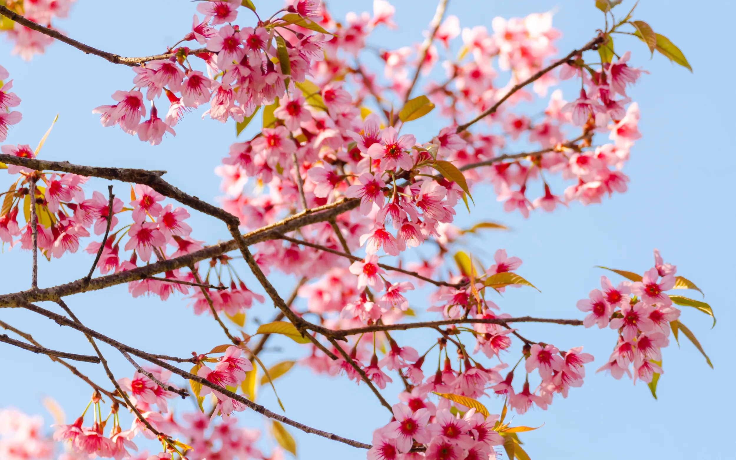 Hoa mai anh đào: Những tọa độ ngắm hoa đẹp nhất Việt Nam