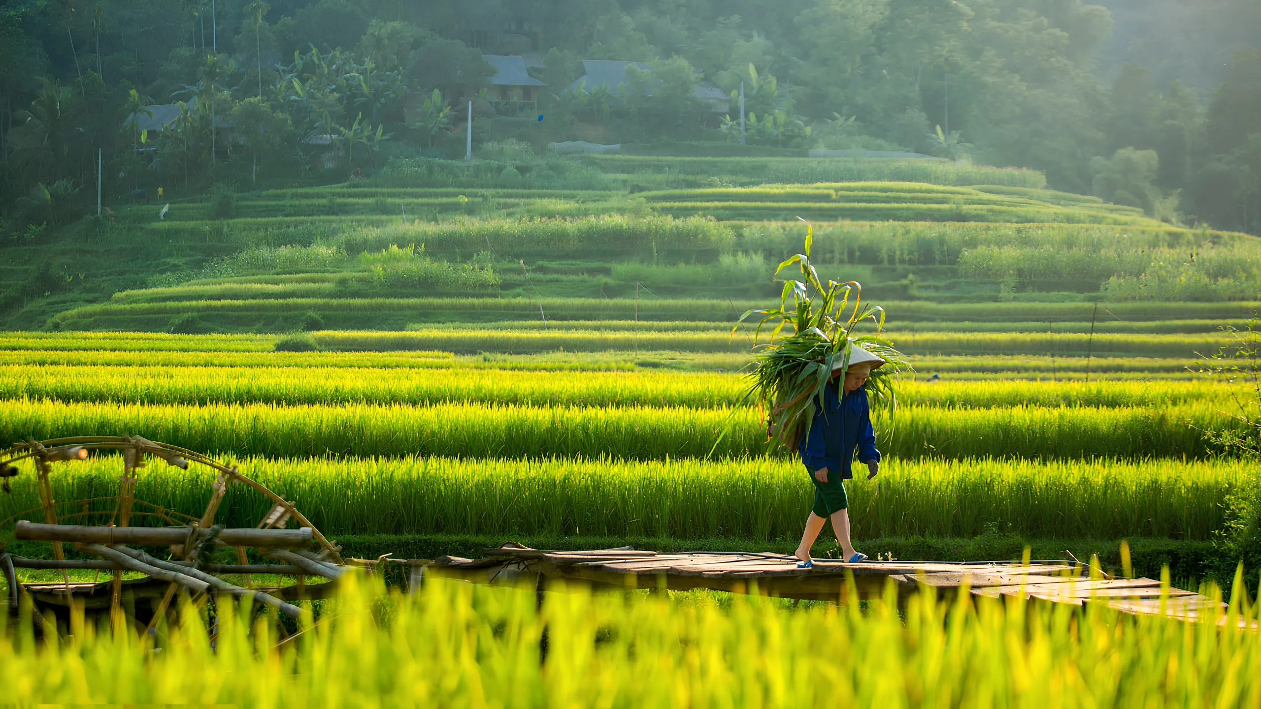 Pù Luông bước vào mùa lúa chín đẹp nhất năm (Nguồn: sưu tầm)